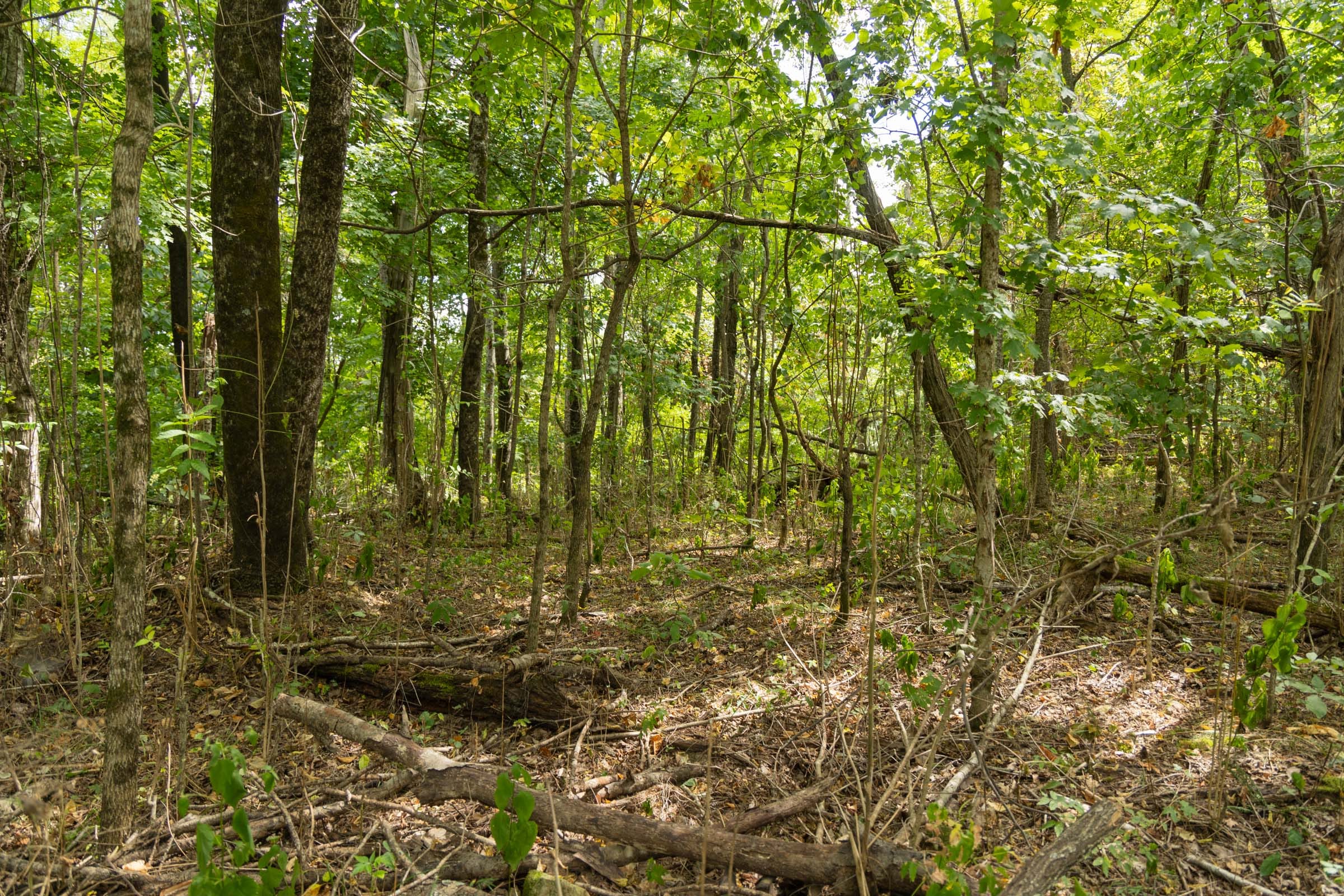 Big White Oak Tract 120 photo 13