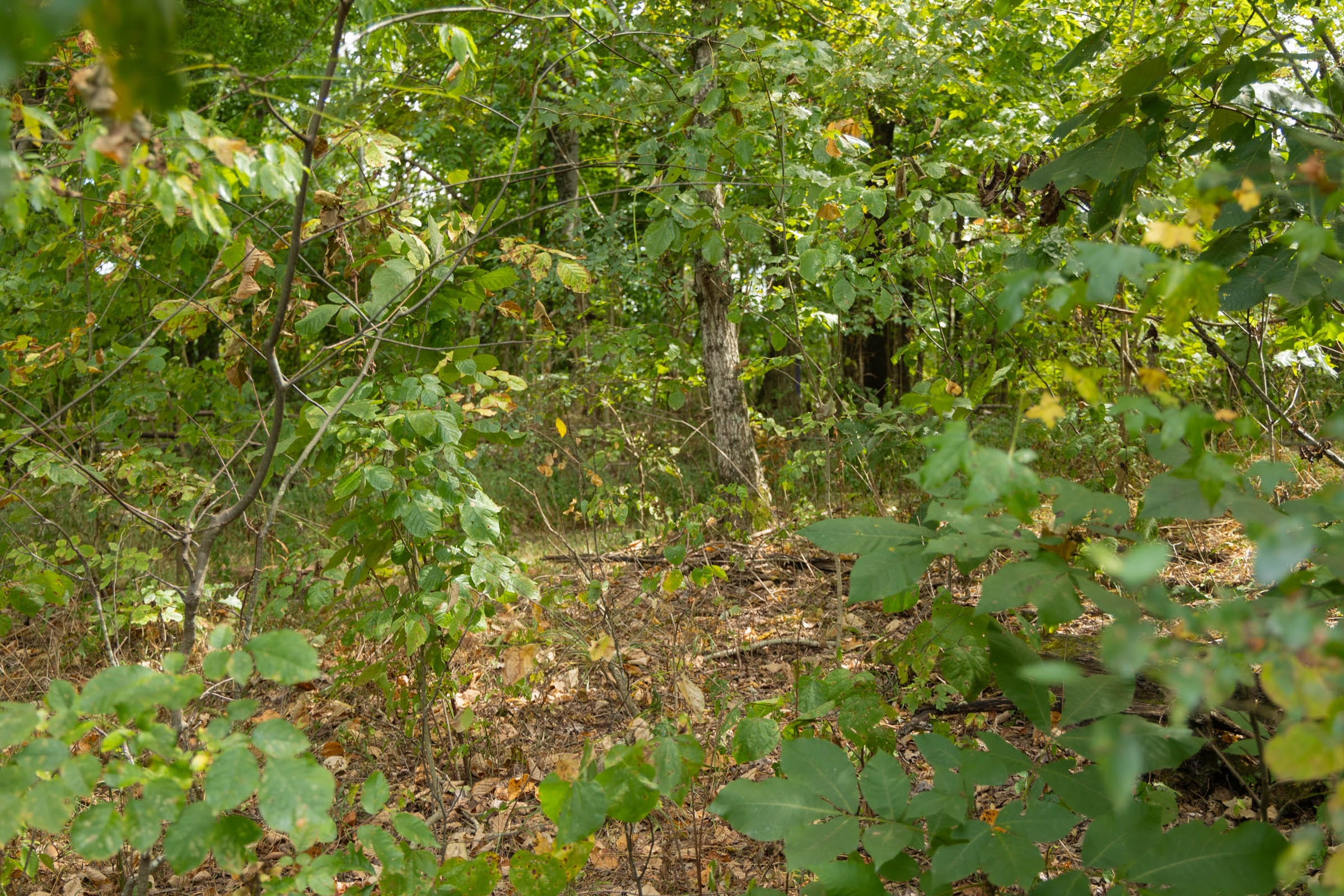 Big White Oak Tract 120 photo 12