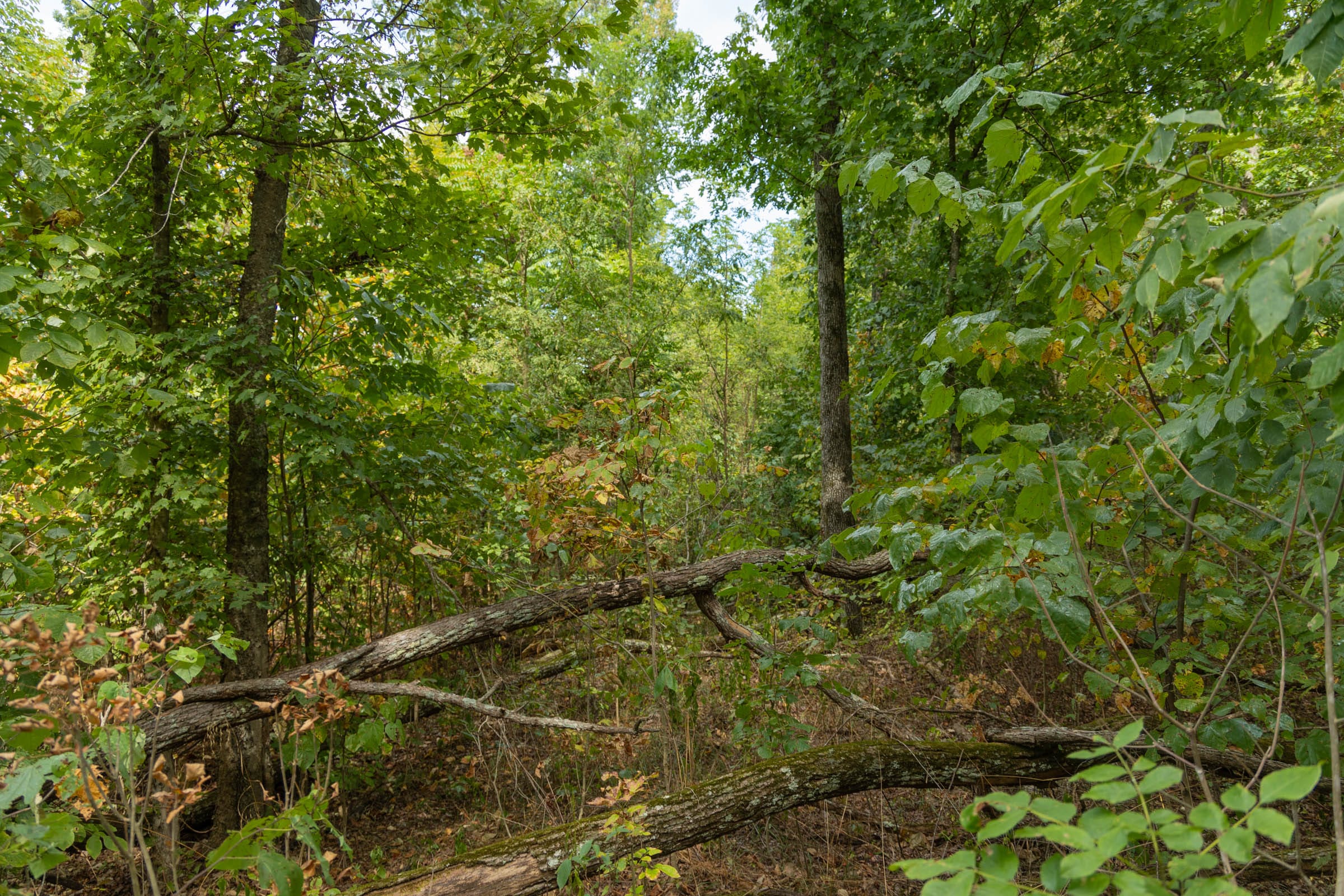 Big White Oak Tract 120 photo 11