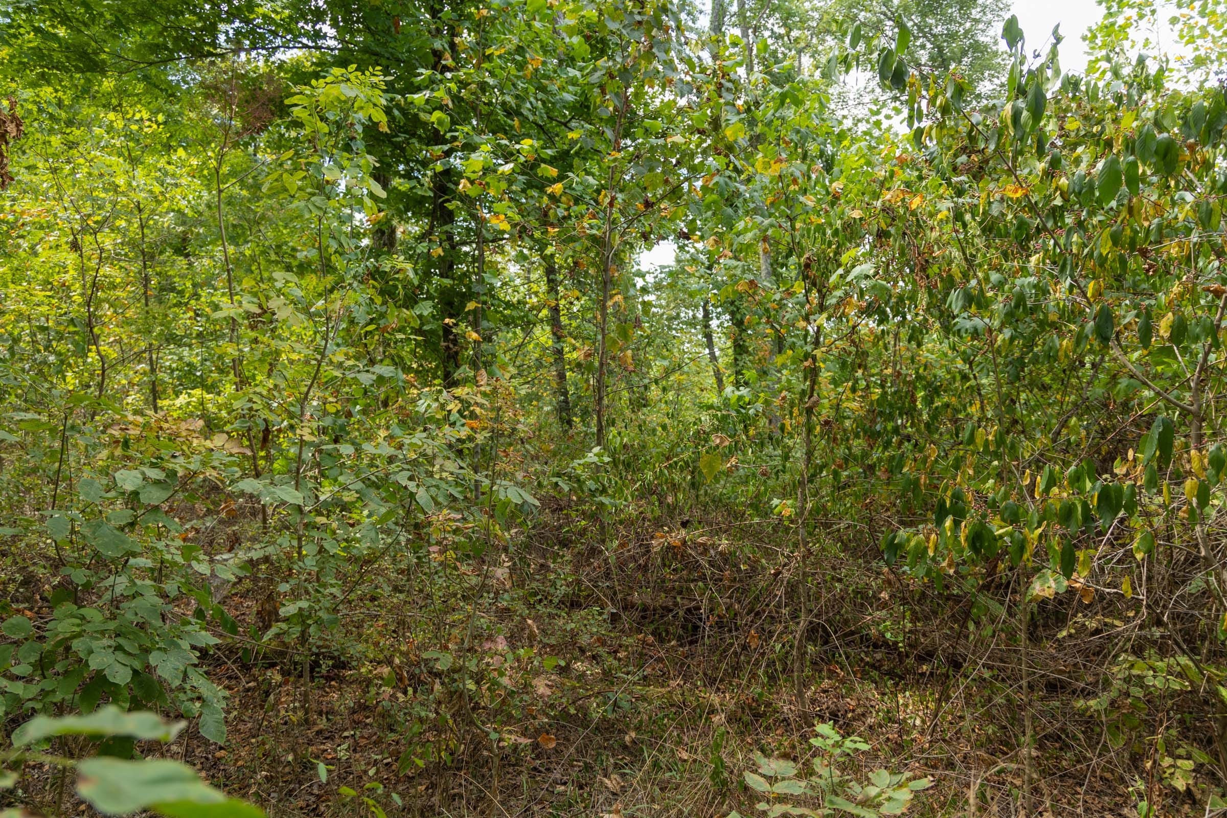 Big White Oak Tract 120 photo 10