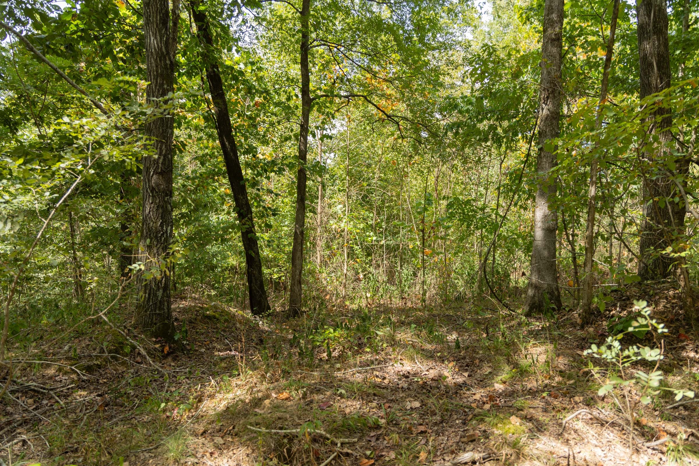 Big White Oak Tract 120 photo 8