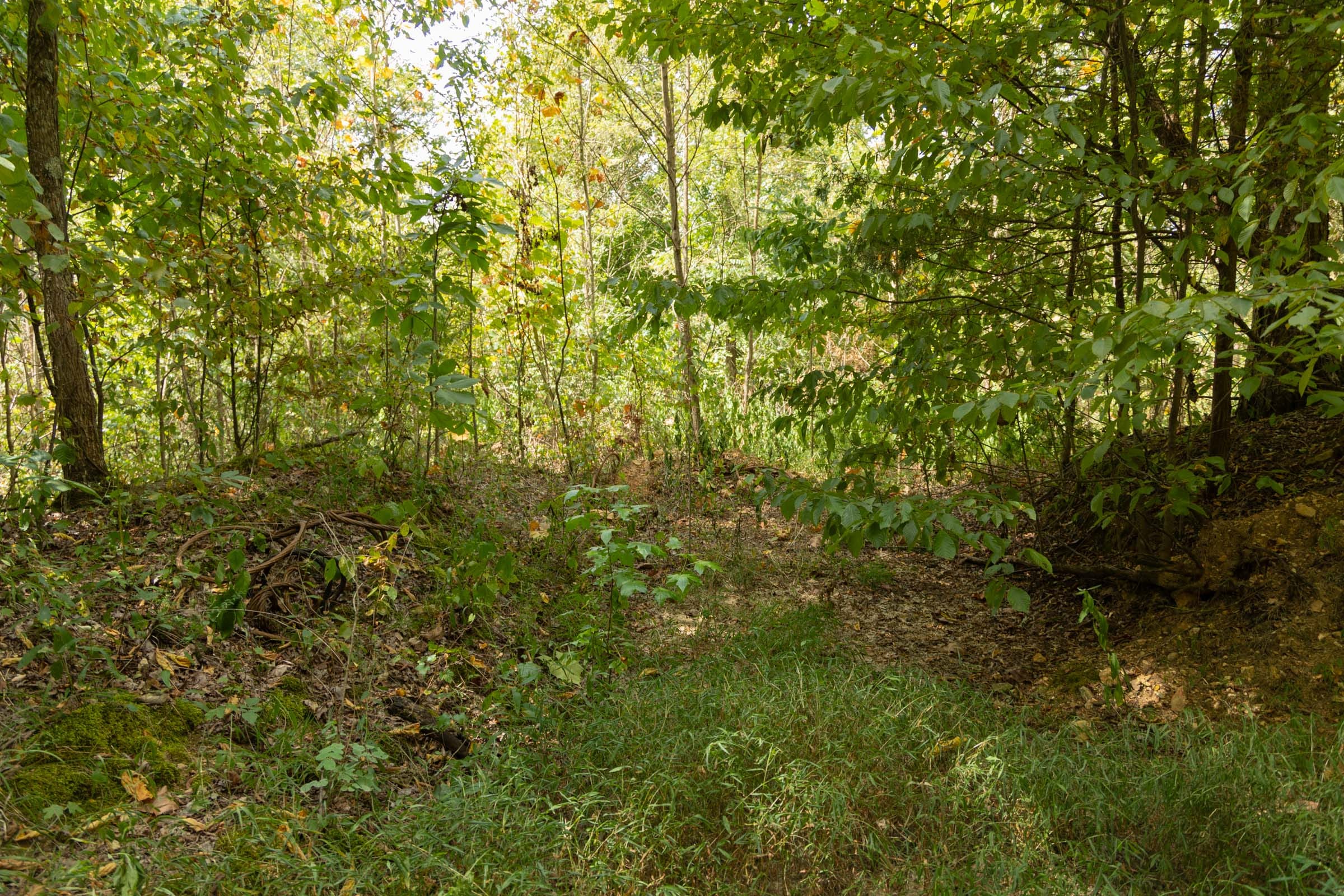 Big White Oak Tract 120 photo 7