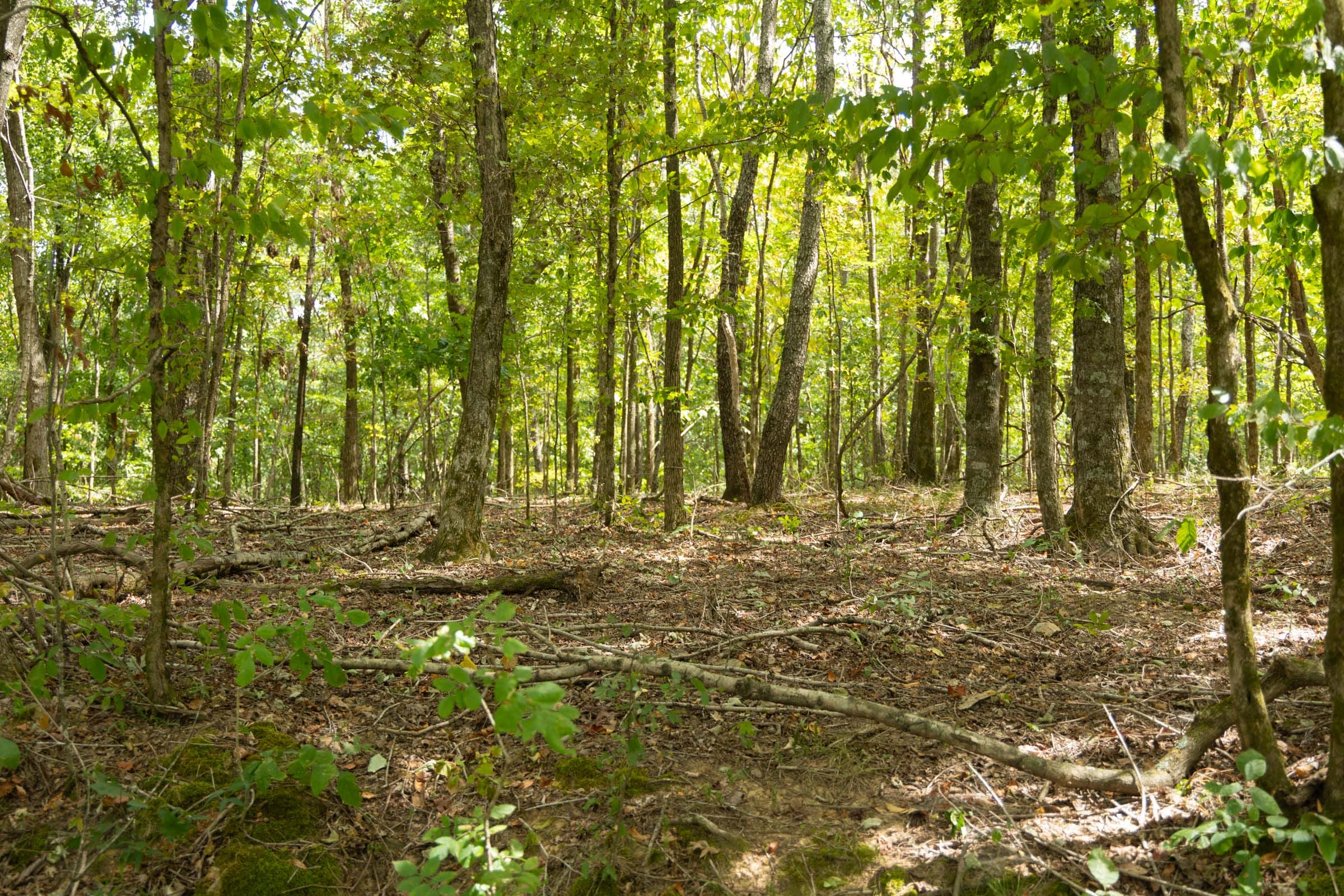Big White Oak Tract 120 photo 6