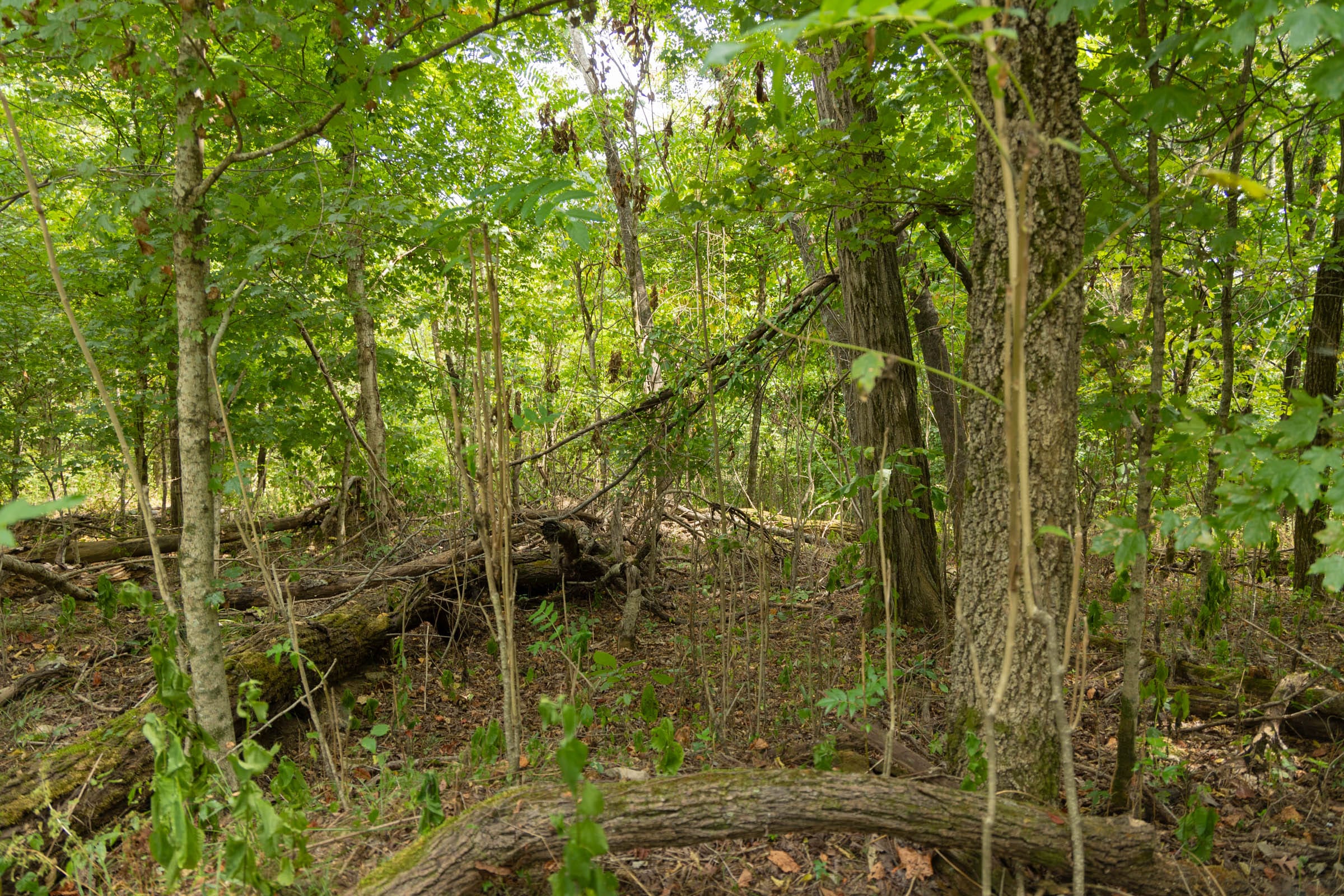 Big White Oak Tract 120 photo 5