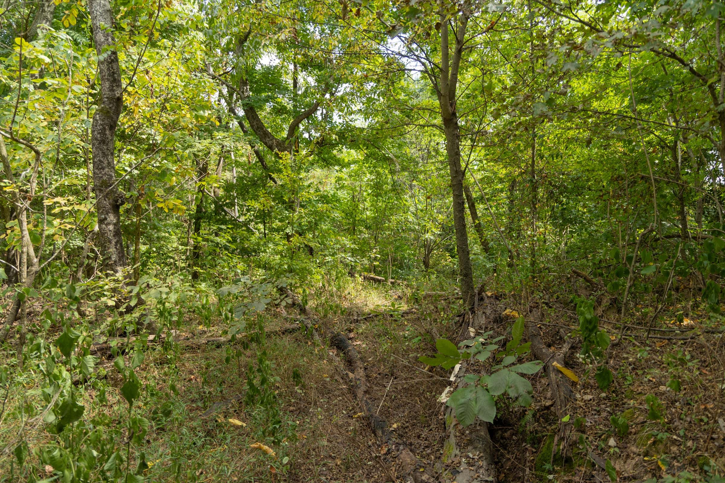 Big White Oak Tract 120 photo 4