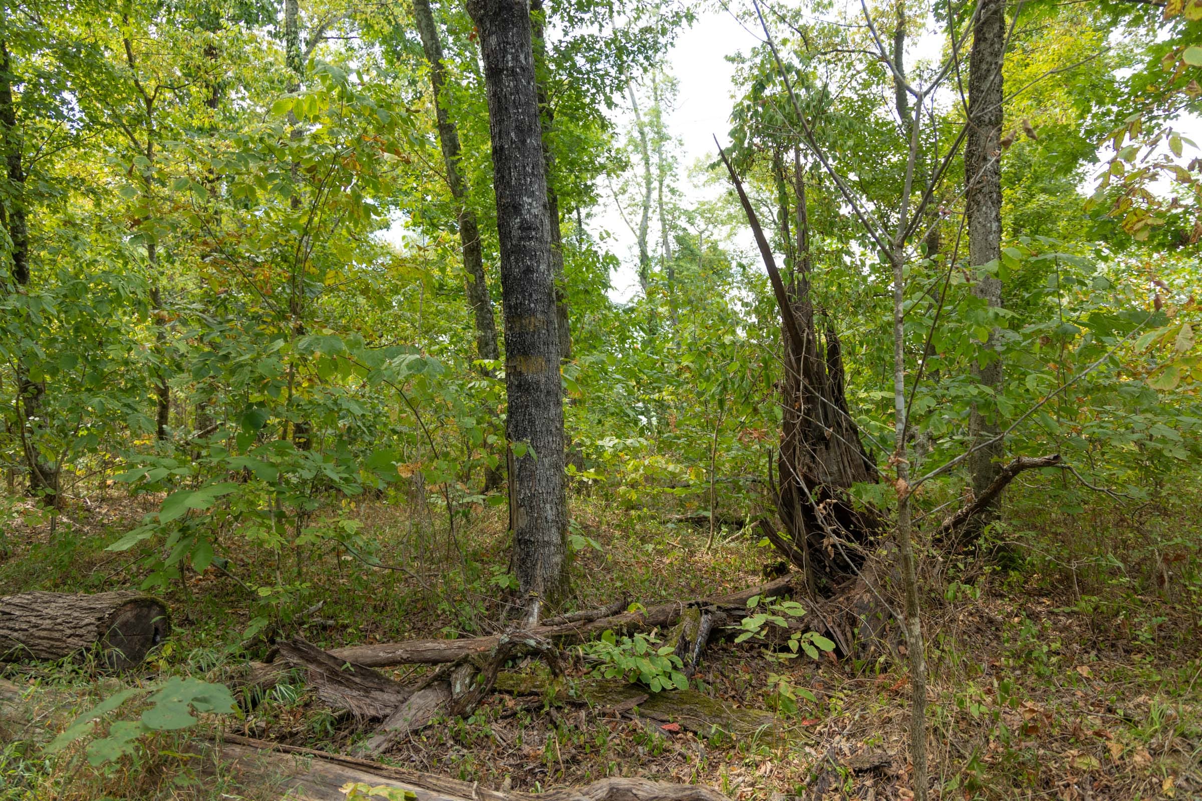 Big White Oak Tract 120 photo 3
