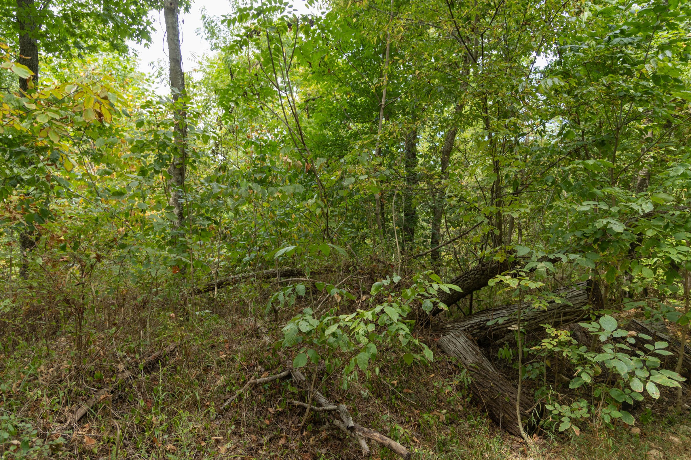 Big White Oak Tract 120 photo 2