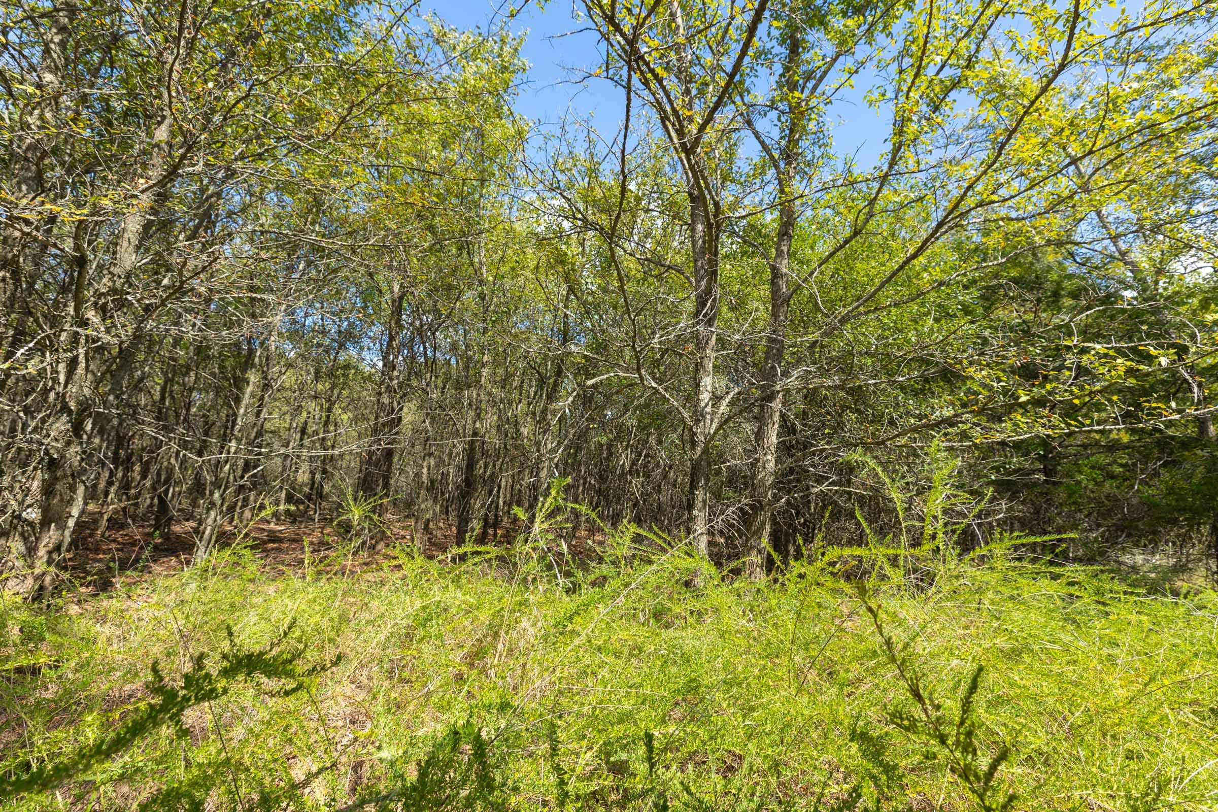 Reserves At Cattail Cove Phase II Tract 99 photo 4