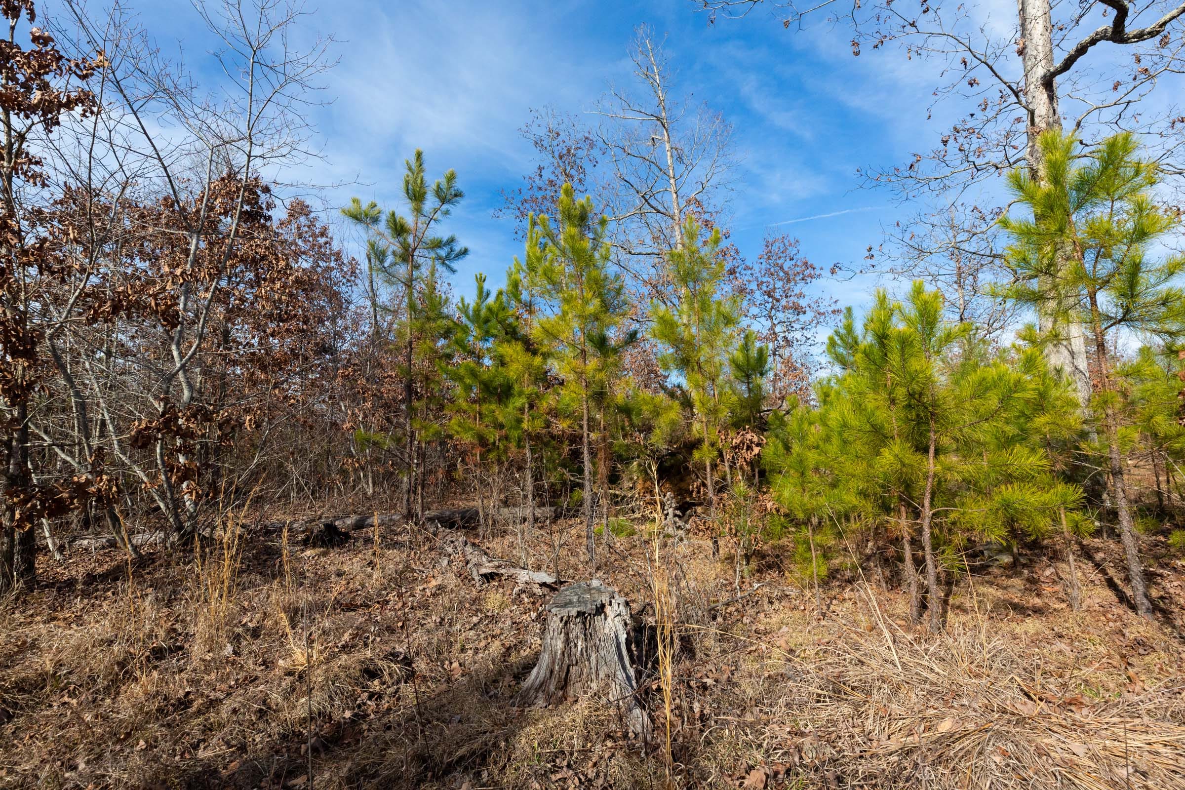 Windy Ridge Tract 1 photo 2