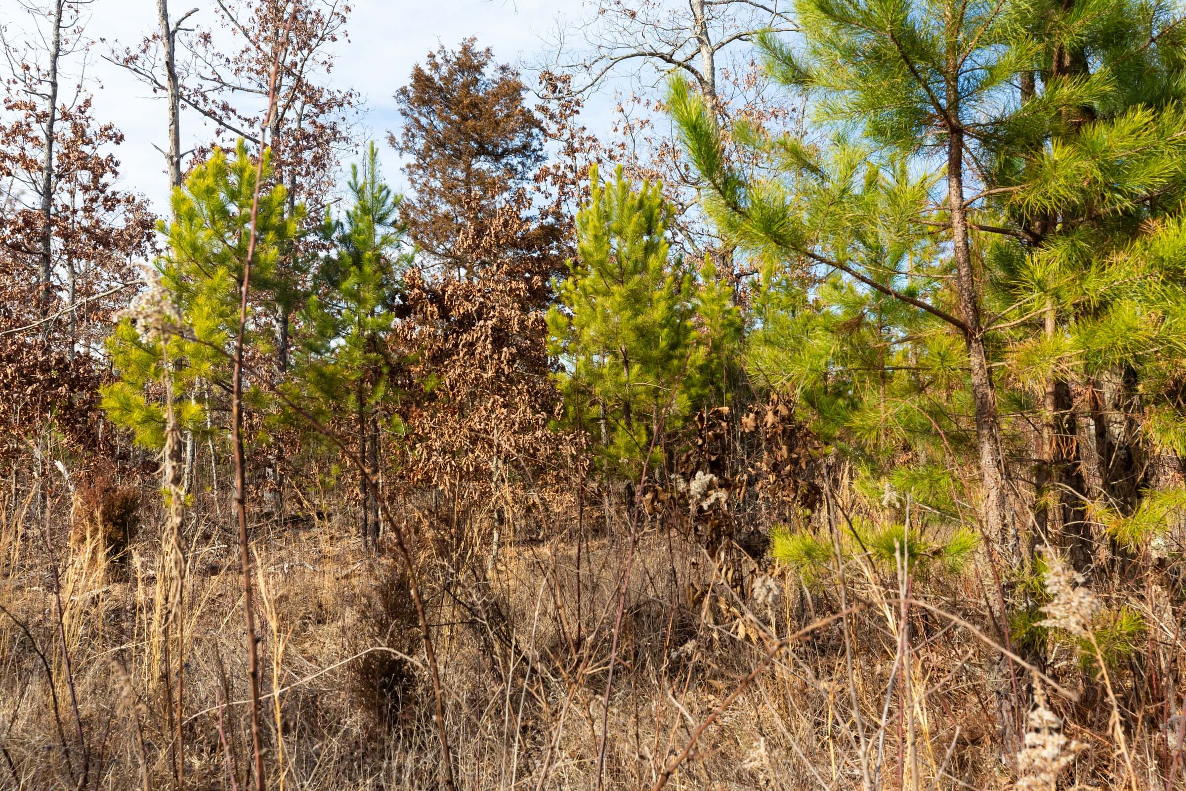 Windy Ridge Tract 1 photo 7