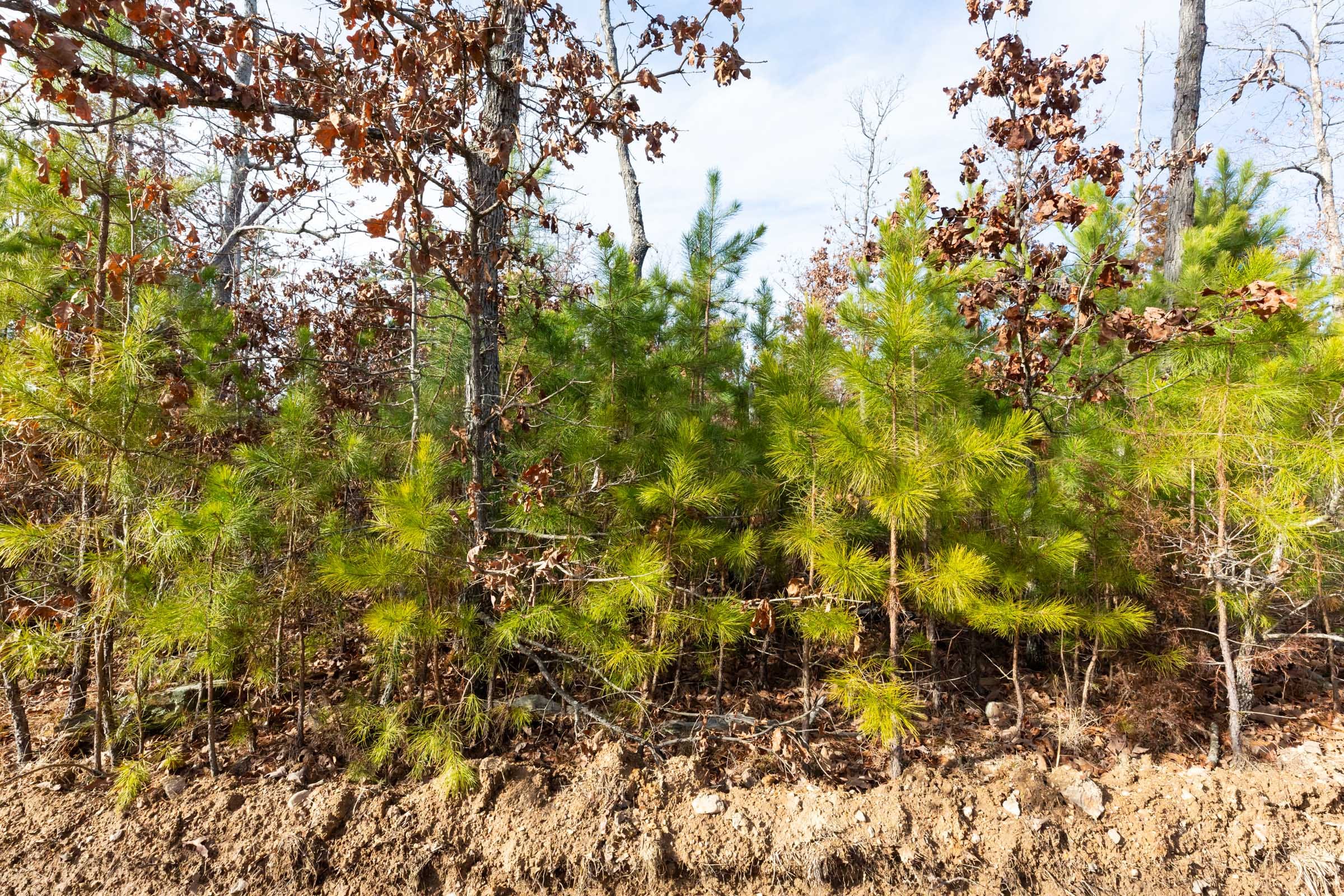 Windy Ridge Tract 1 photo 9