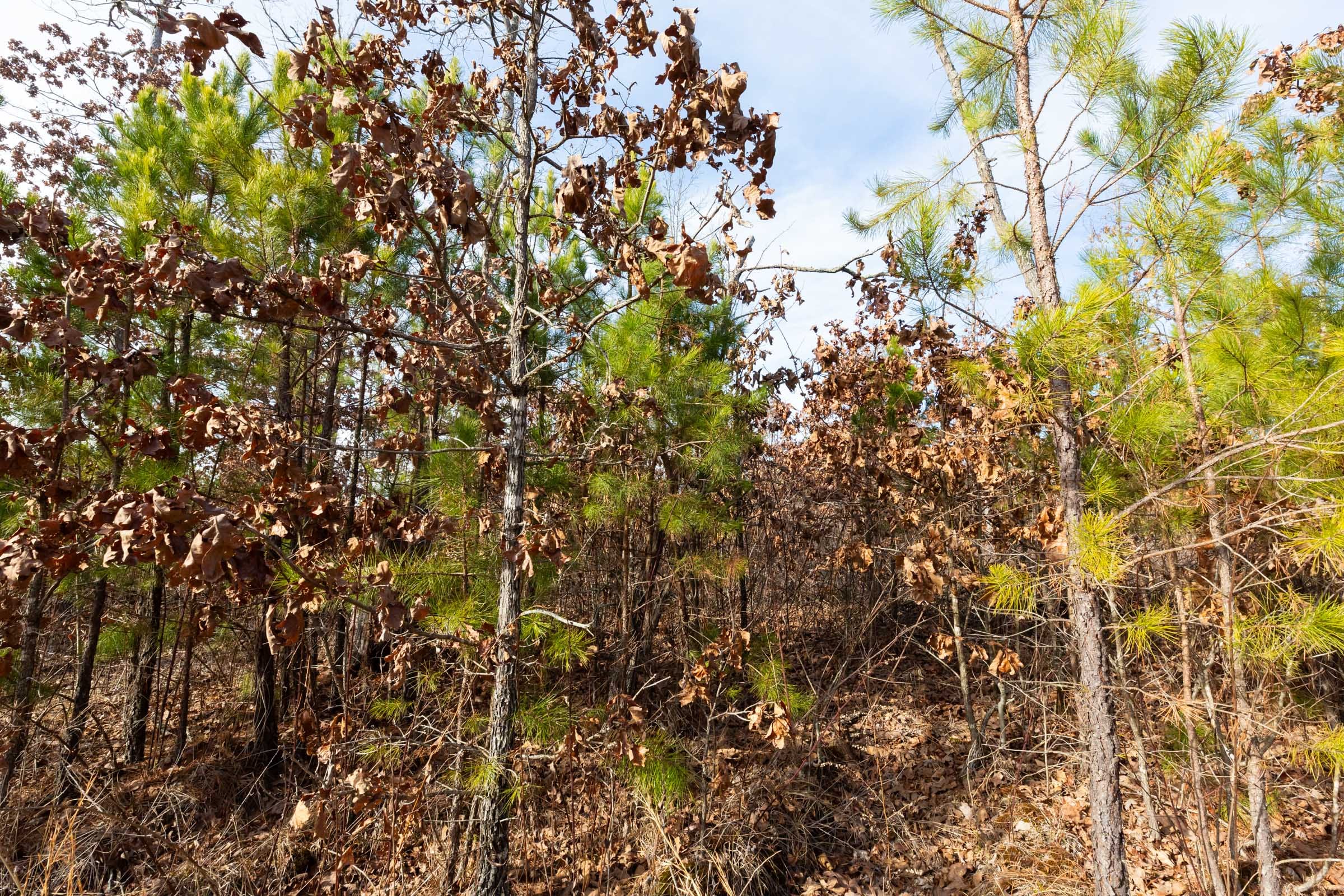 Windy Ridge Tract 1 photo 11