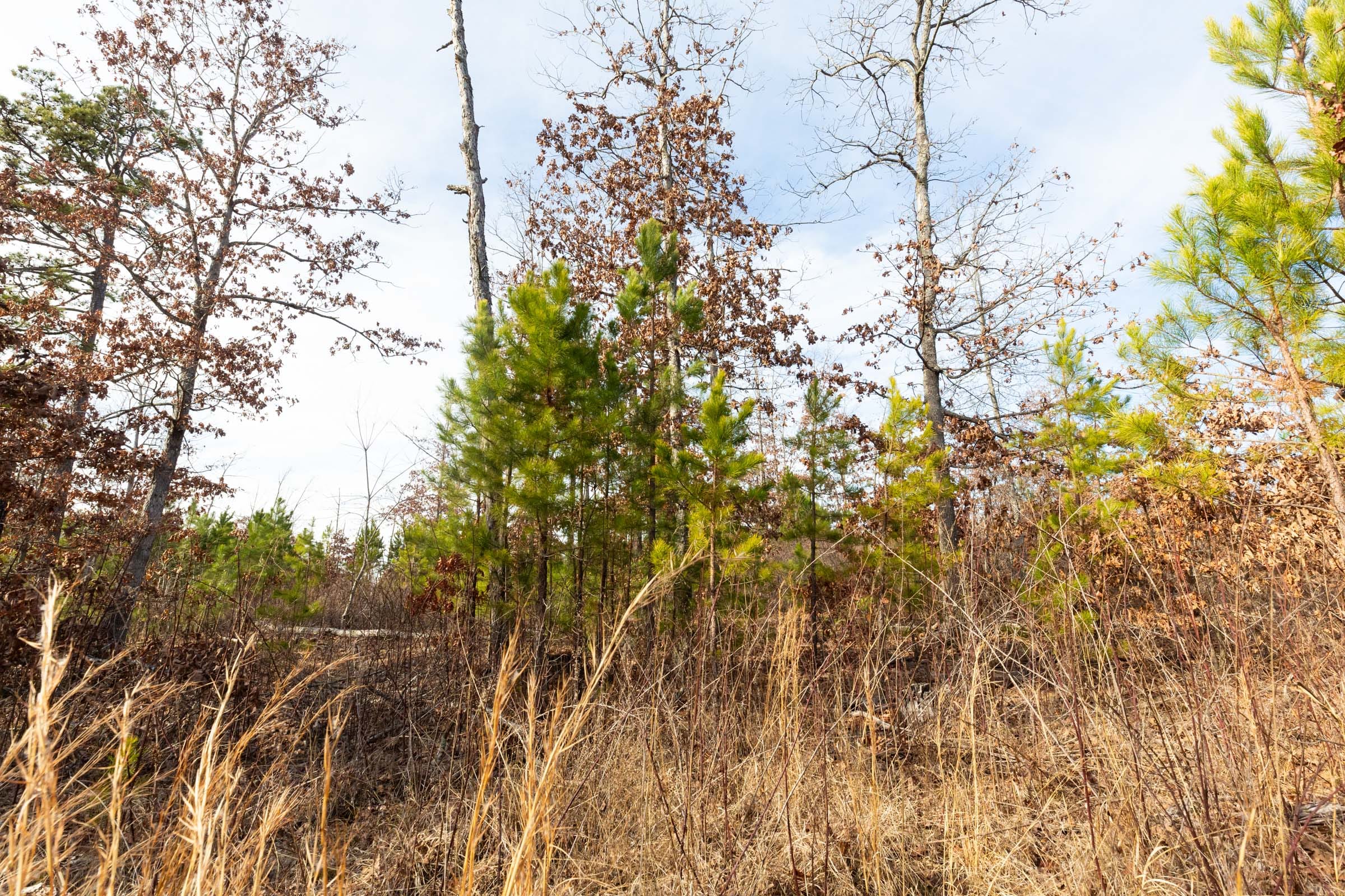Windy Ridge Tract 1 photo 12