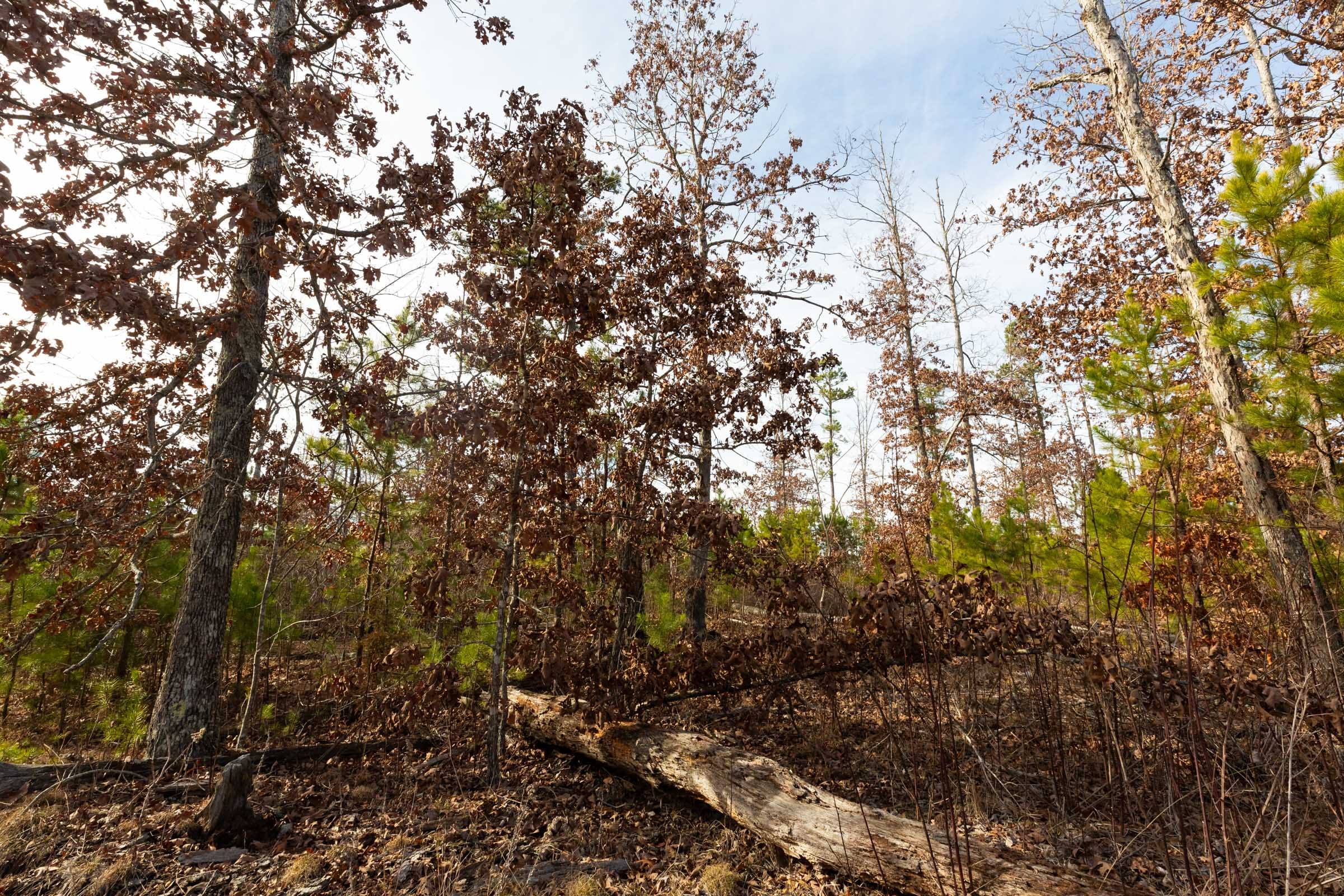 Windy Ridge Tract 1 photo 13