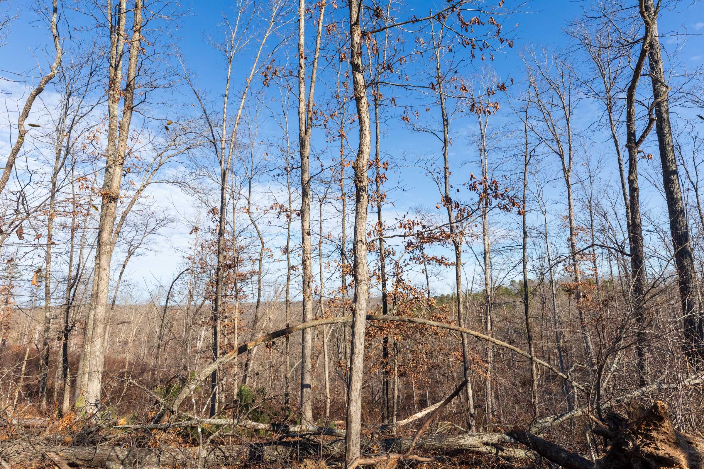 Cypress Ridge Tract 35 photo 8