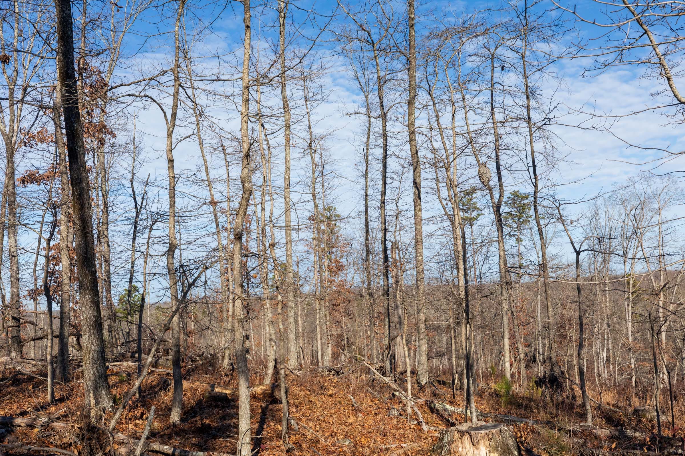 Cypress Ridge Tract 35 photo 11
