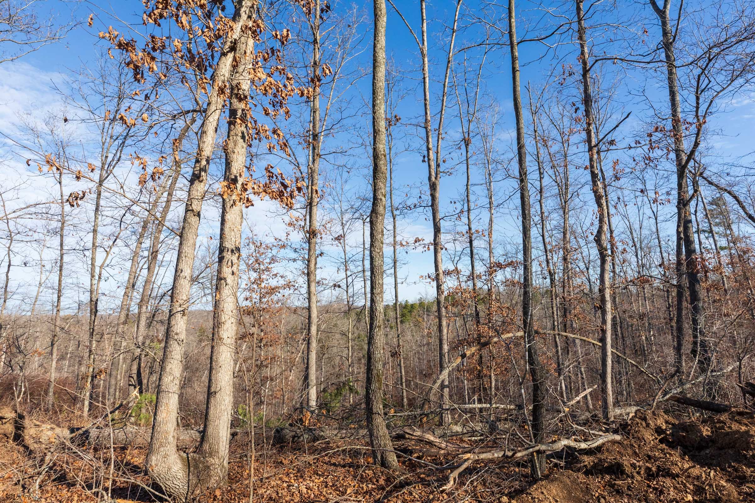 Cypress Ridge Tract 35 photo 10