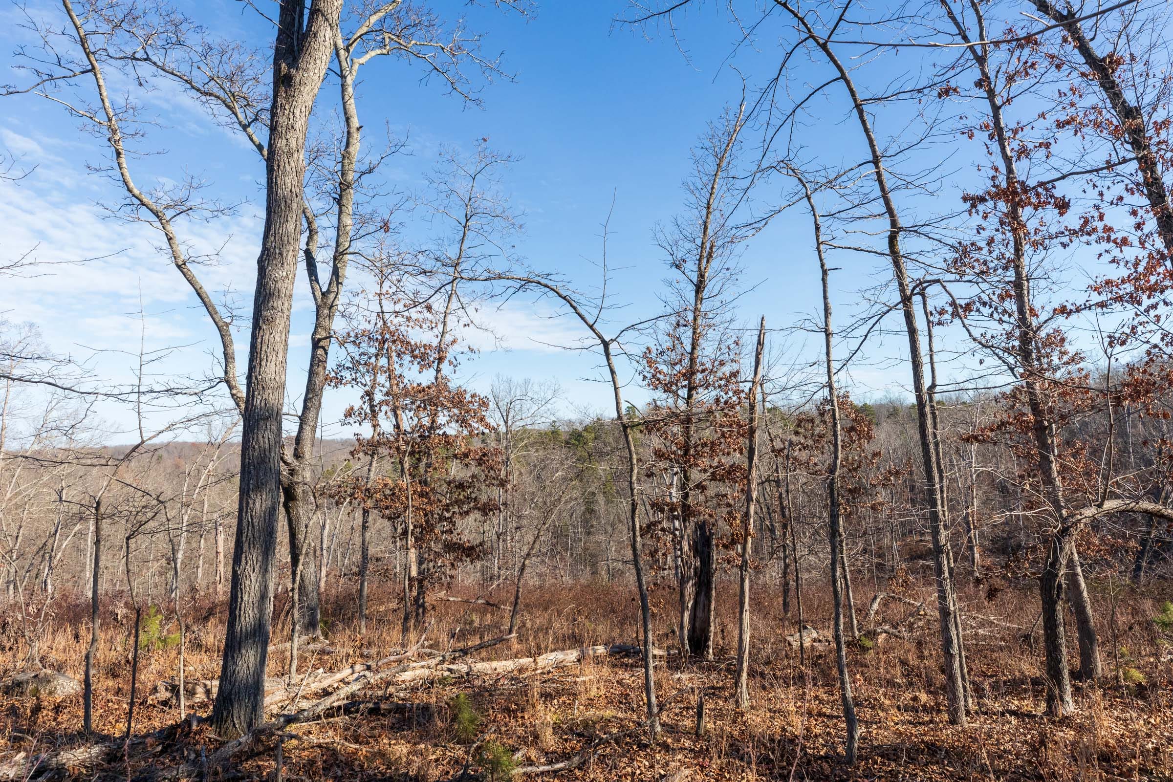 Cypress Ridge Tract 35 photo 7