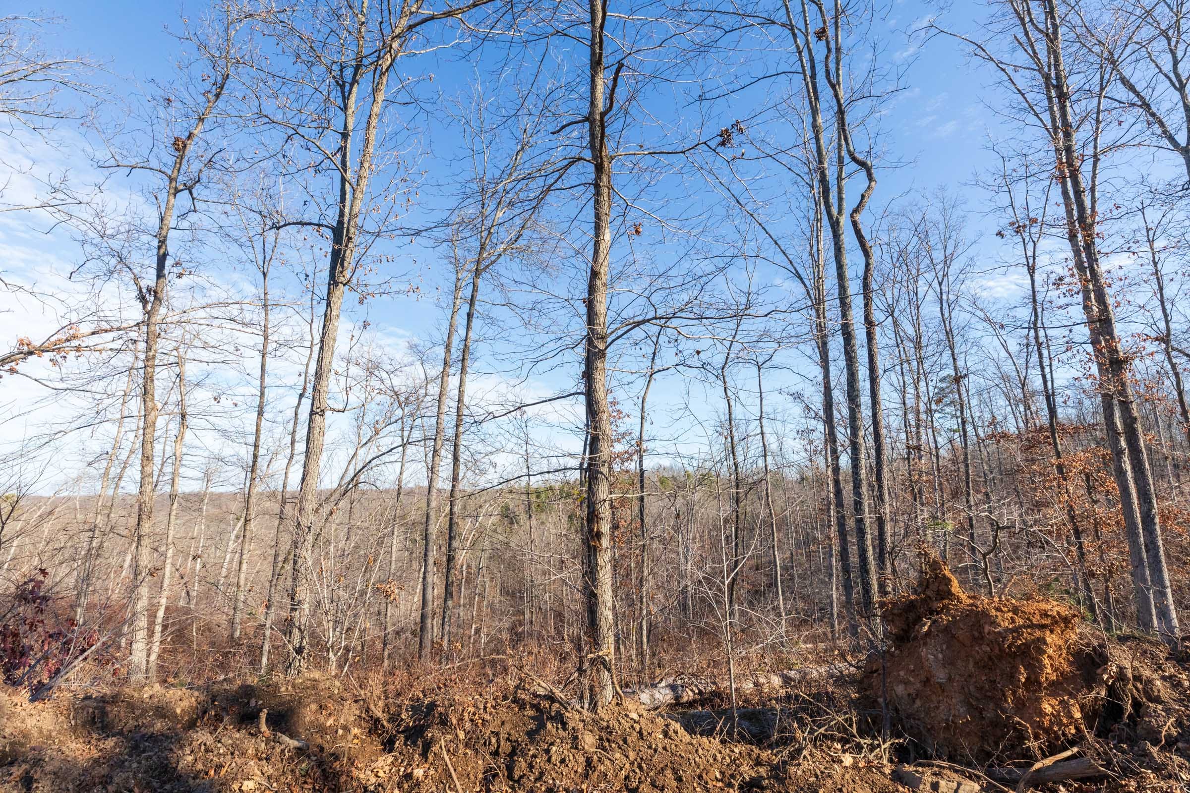 Cypress Ridge Tract 35 photo 5