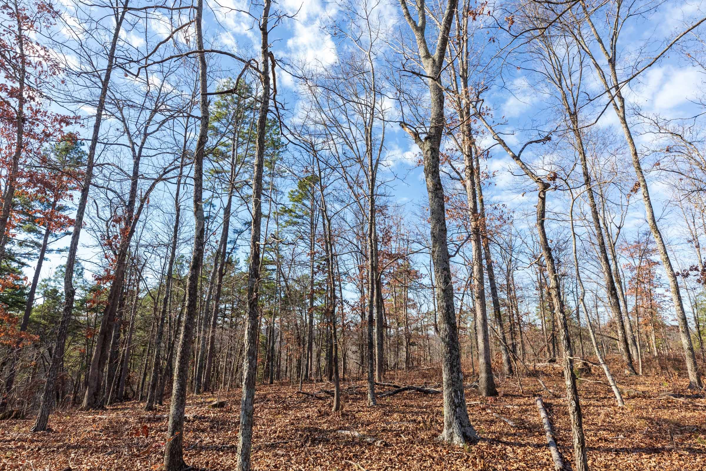 Cypress Ridge Tract 35 photo 3