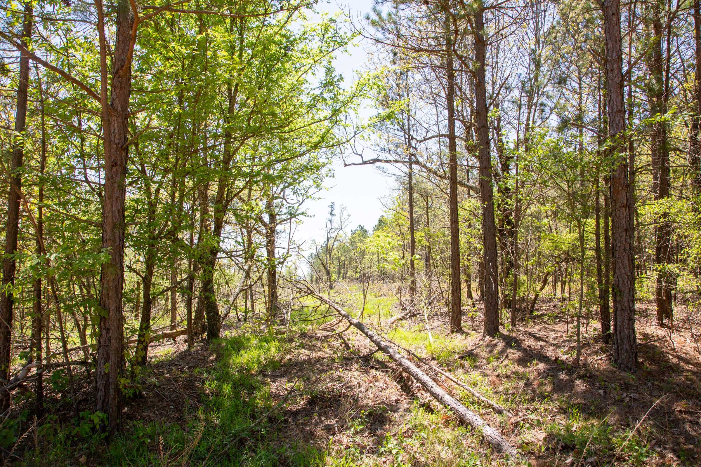 Eagle’s Nest Tract 2 photo 10