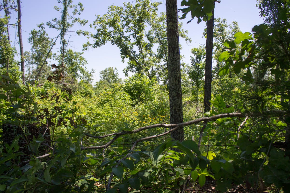 Timber Crossing Tract 8 photo 2