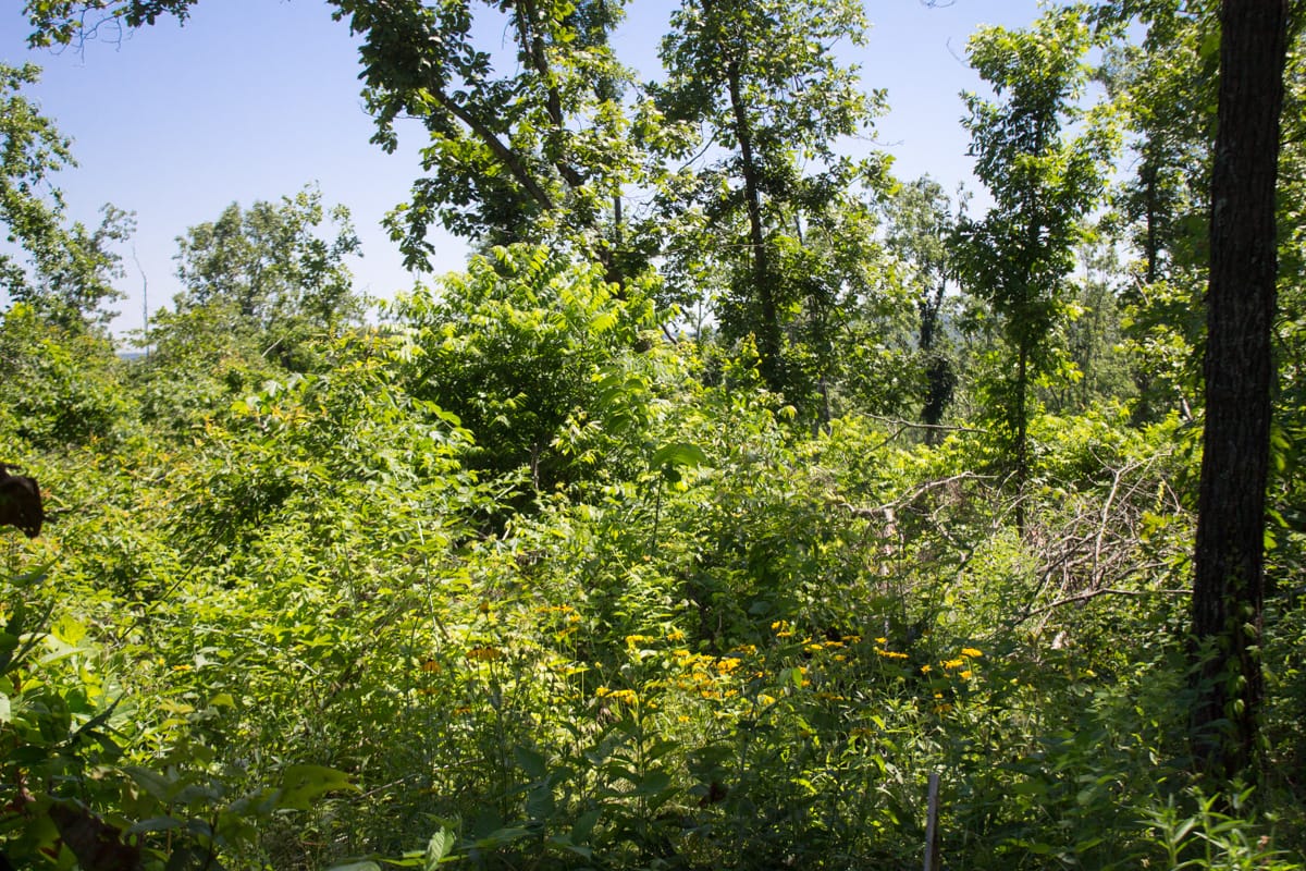 Timber Crossing Tract 8 photo 3