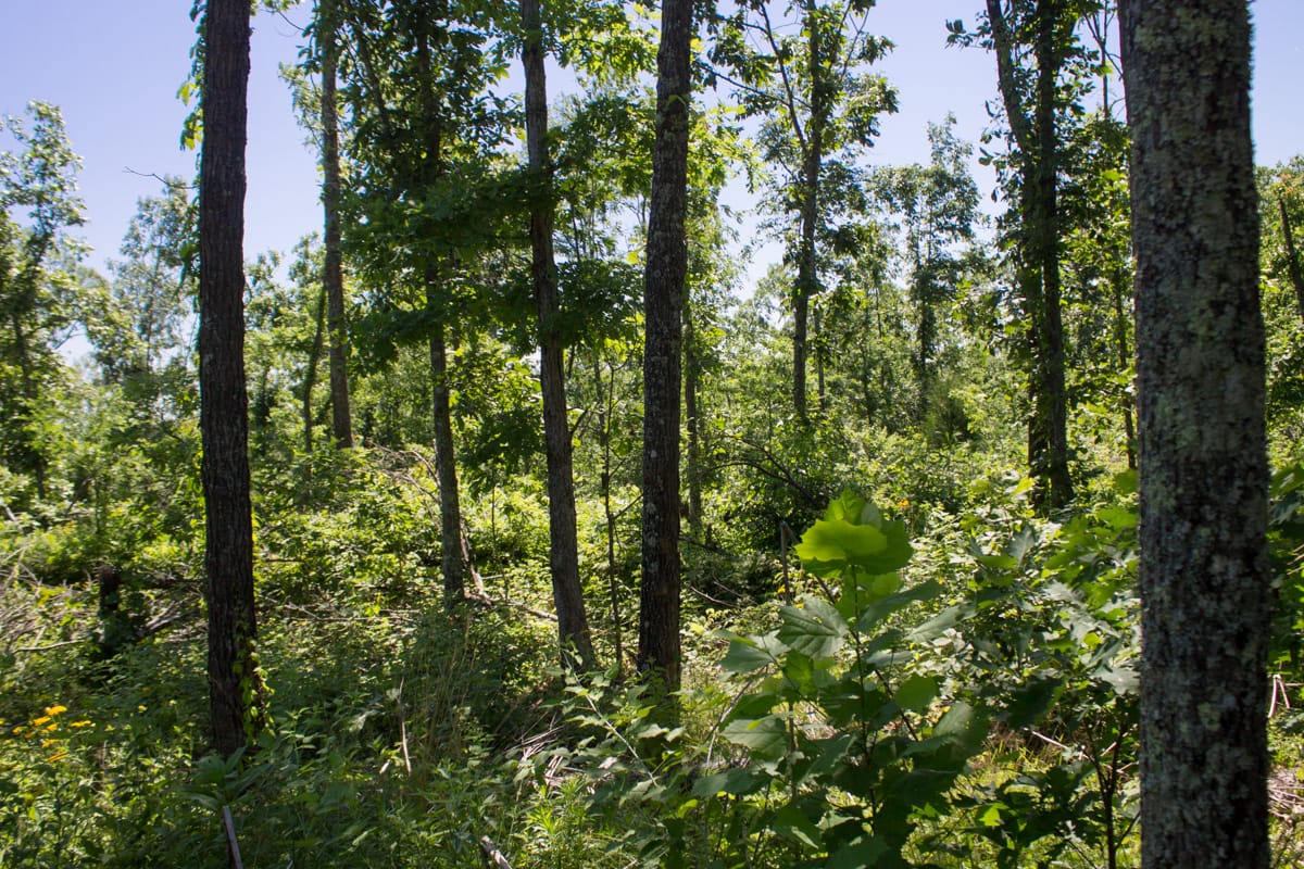 Timber Crossing Tract 8 photo 4