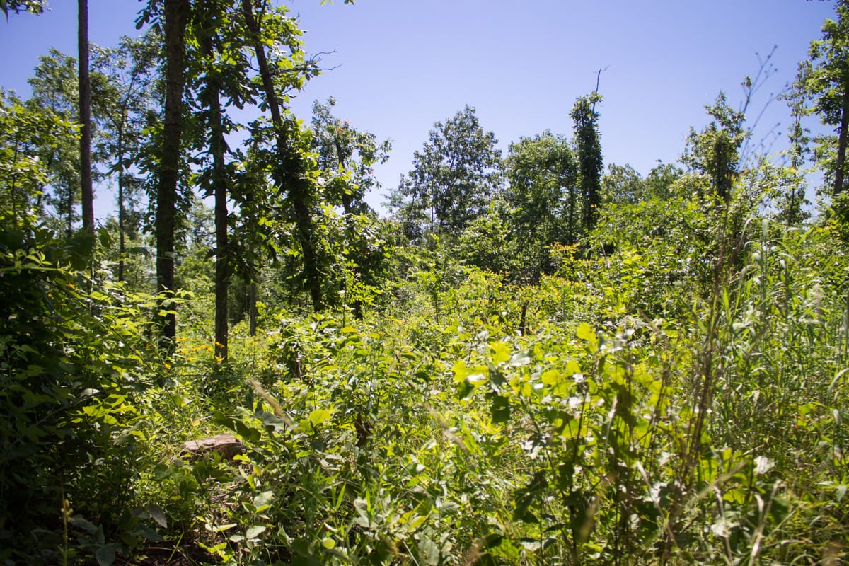 Timber Crossing Tract 8 photo 5