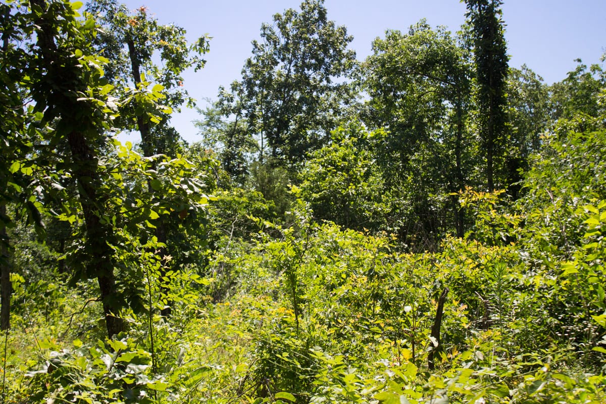 Timber Crossing Tract 8 photo 6