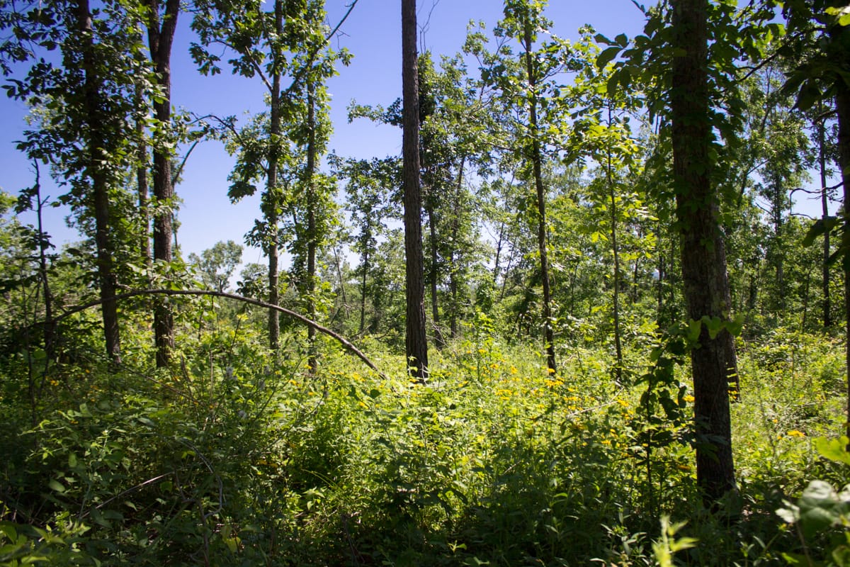 Timber Crossing Tract 8 photo 7