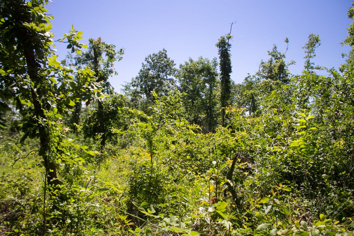 Timber Crossing Tract 8 photo 8