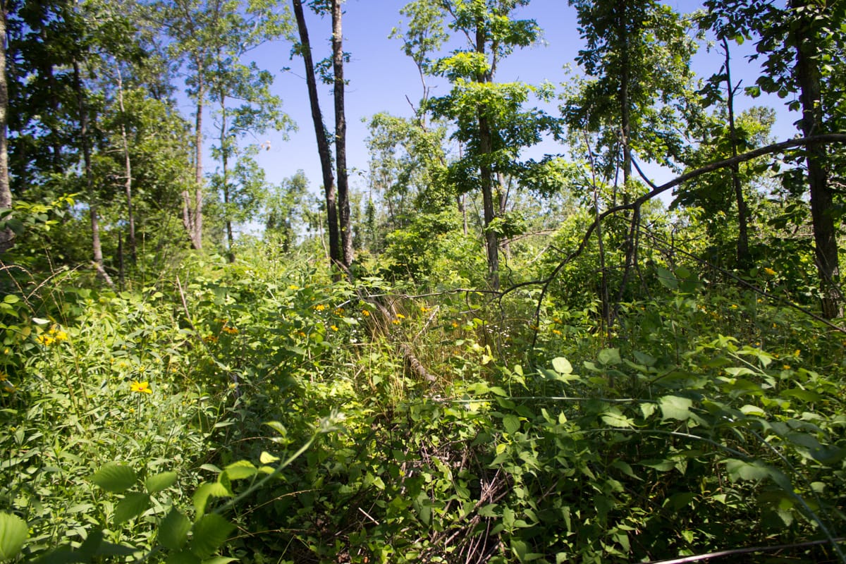 Timber Crossing Tract 8 photo 10