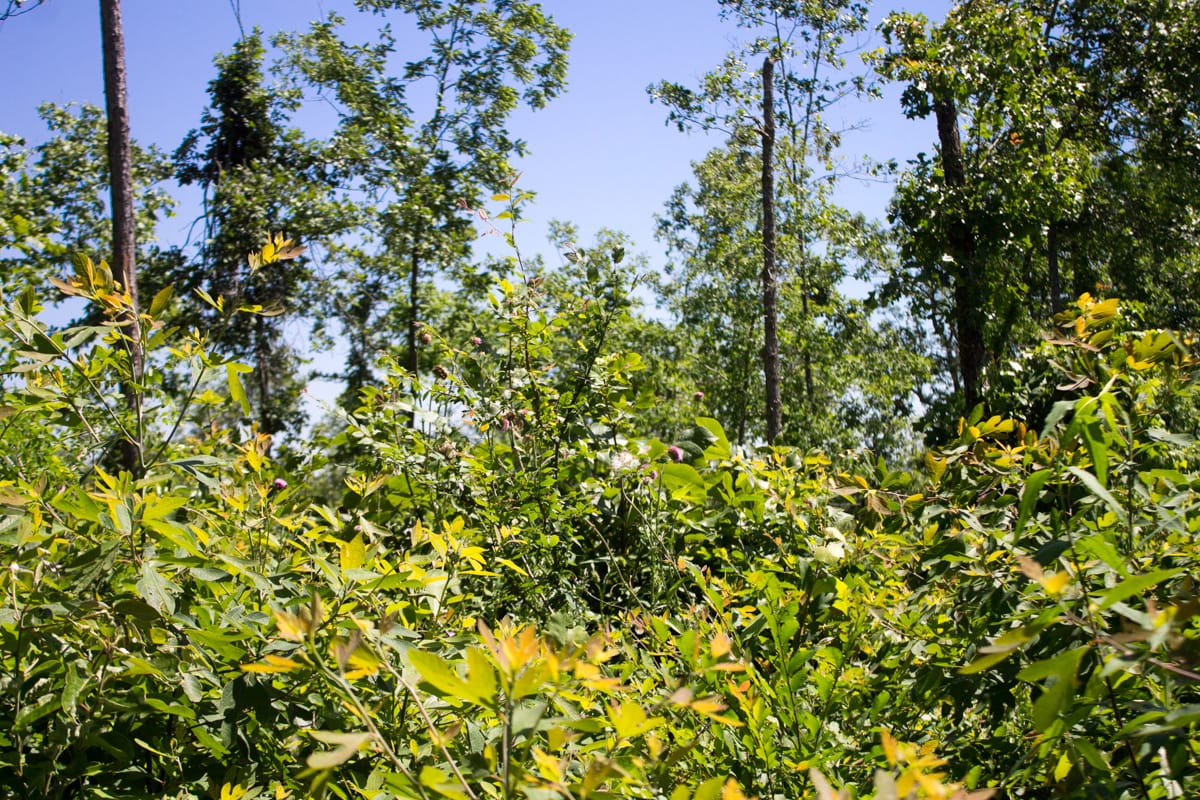 Timber Crossing Tract 8 photo 11