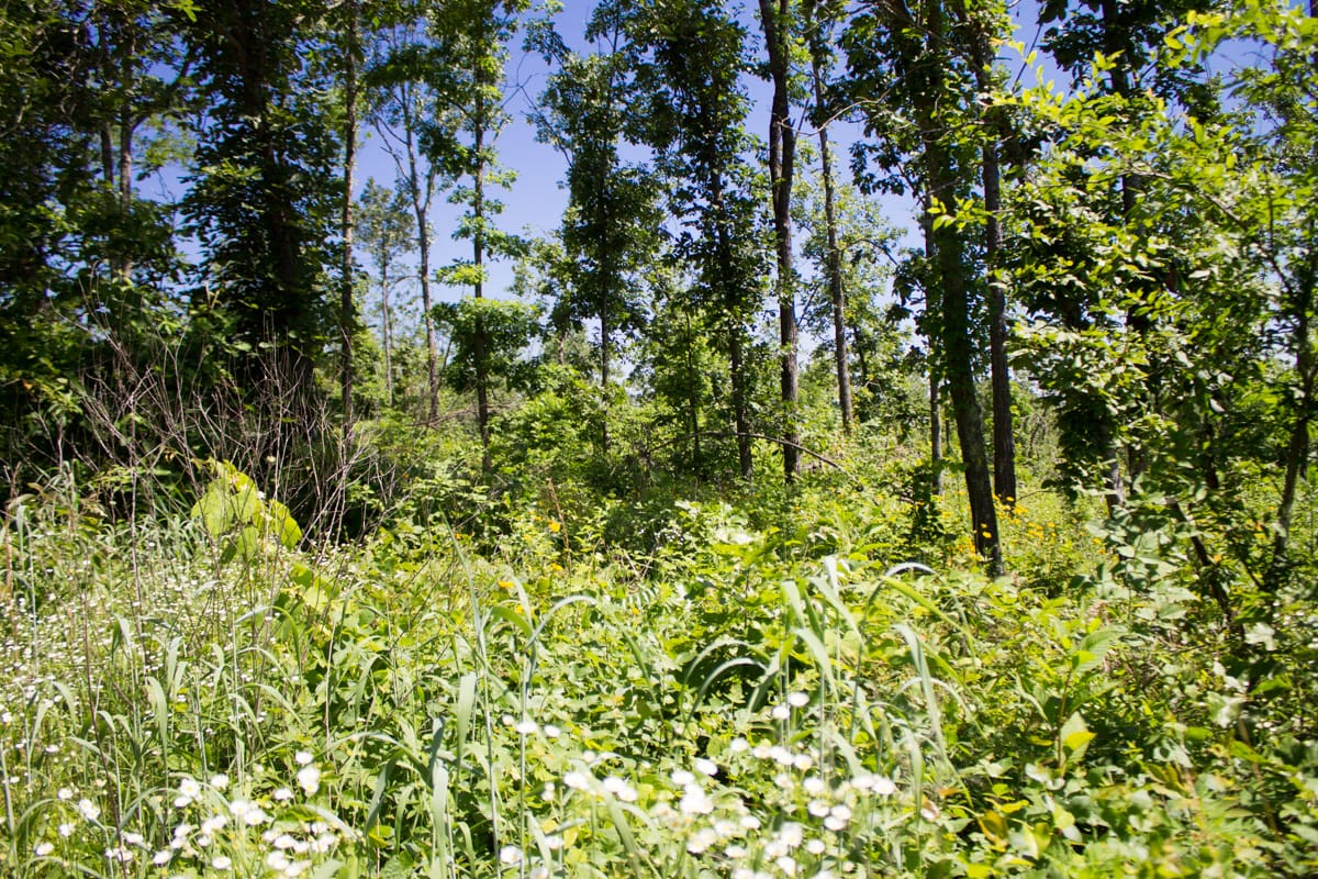 Timber Crossing Tract 8 photo 13