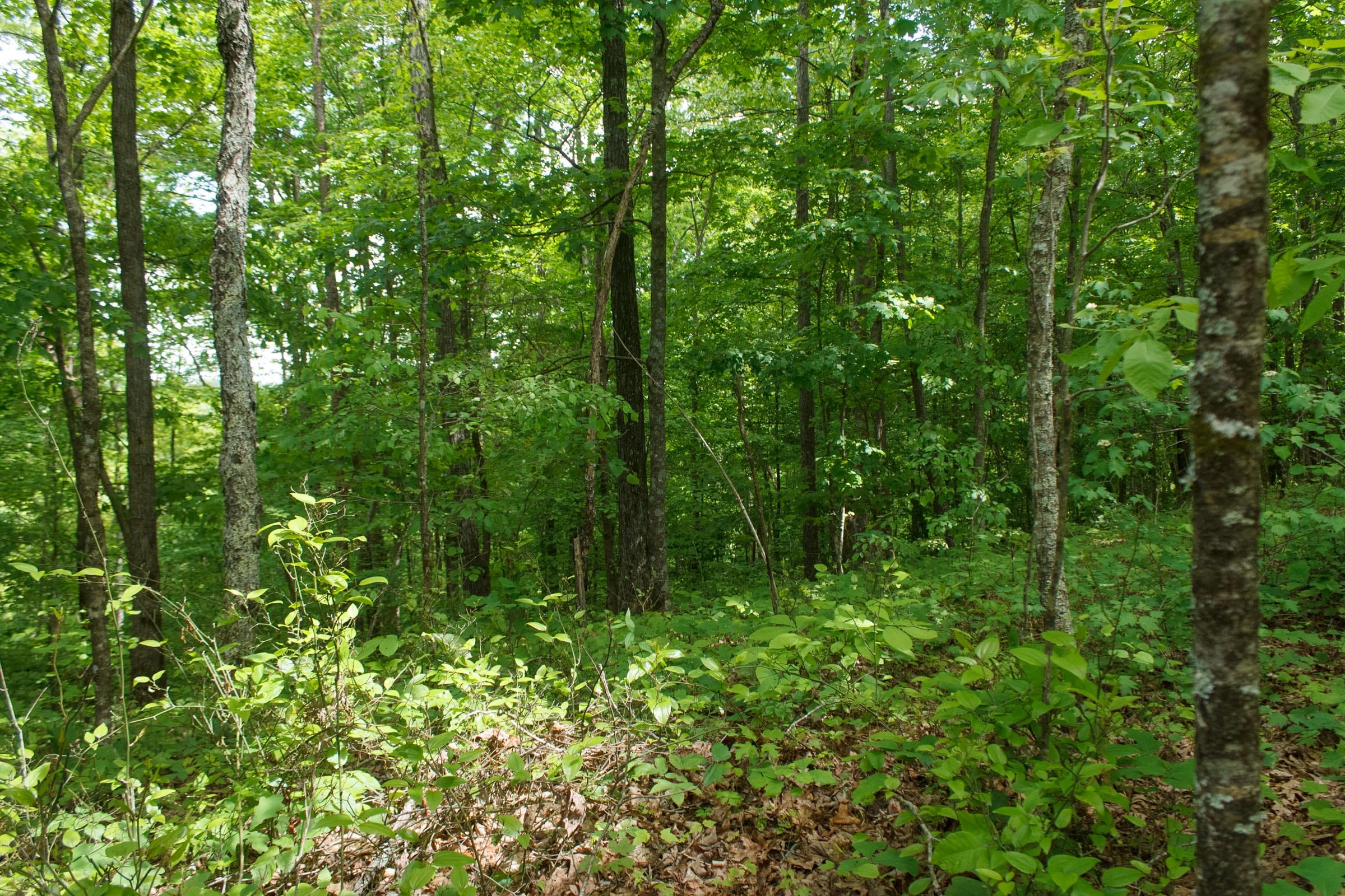 Riverbend Tract 23 photo 7