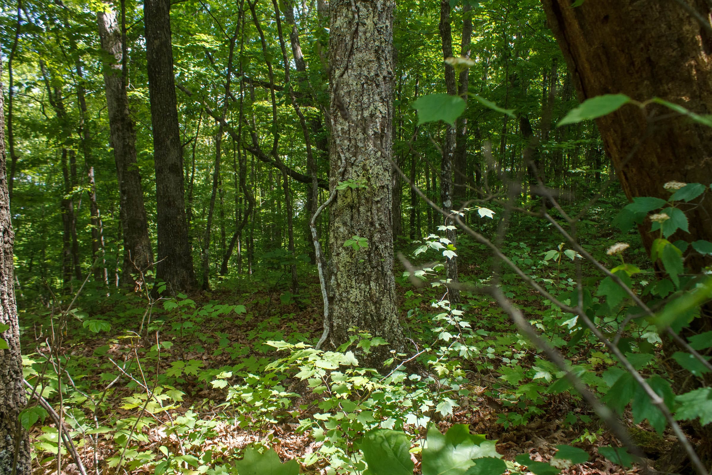 Riverbend Tract 23 photo 8
