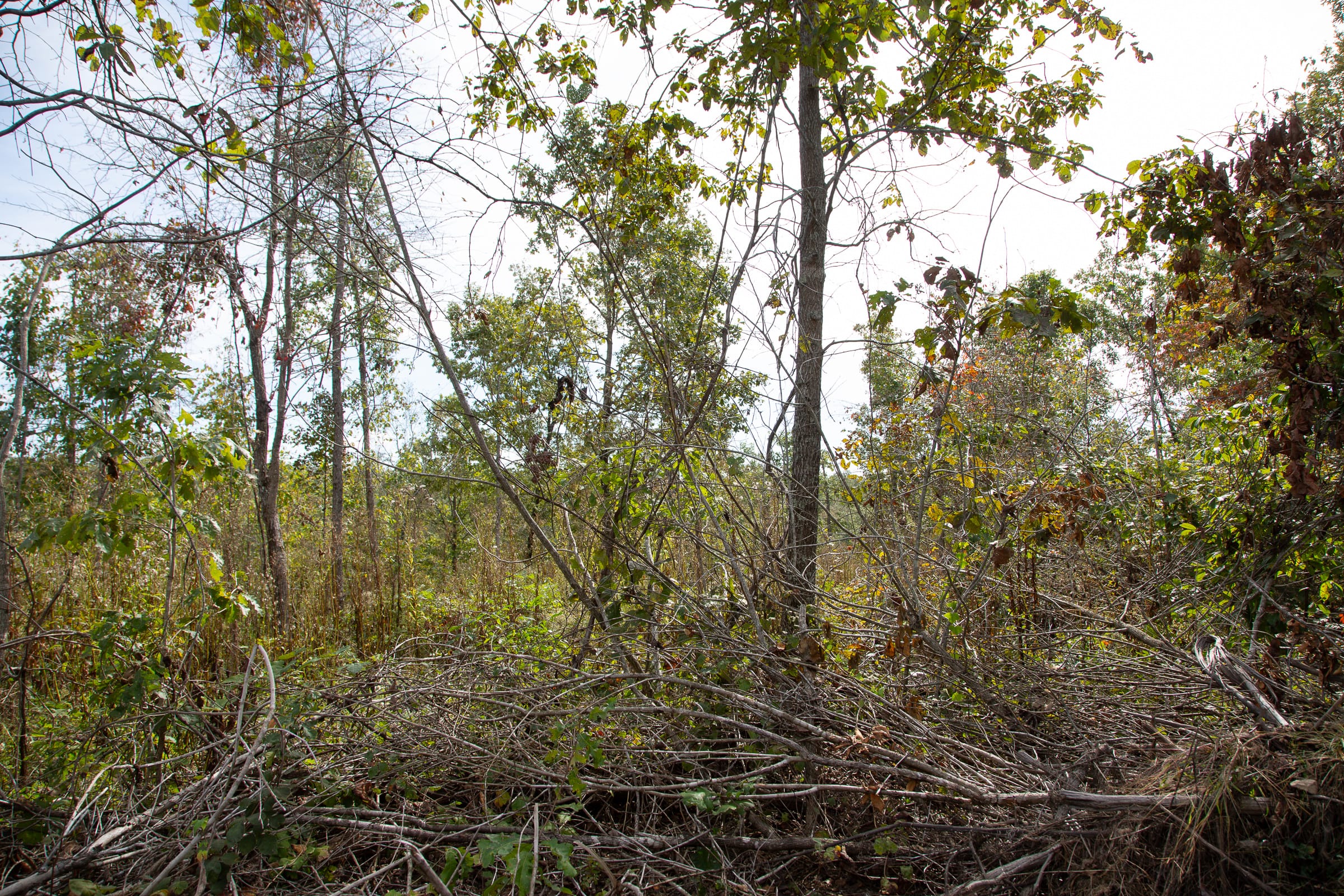 Borgmann’s Hollow Phase IV Tract 122 photo 3