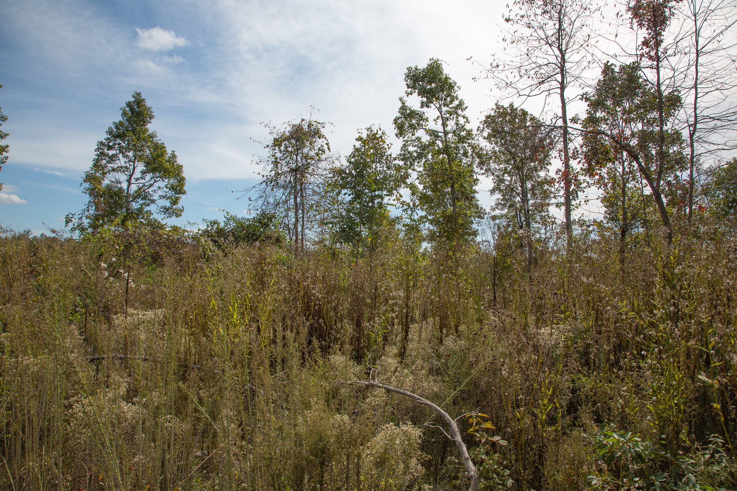 Borgmann’s Hollow Phase IV Tract 122 photo 4