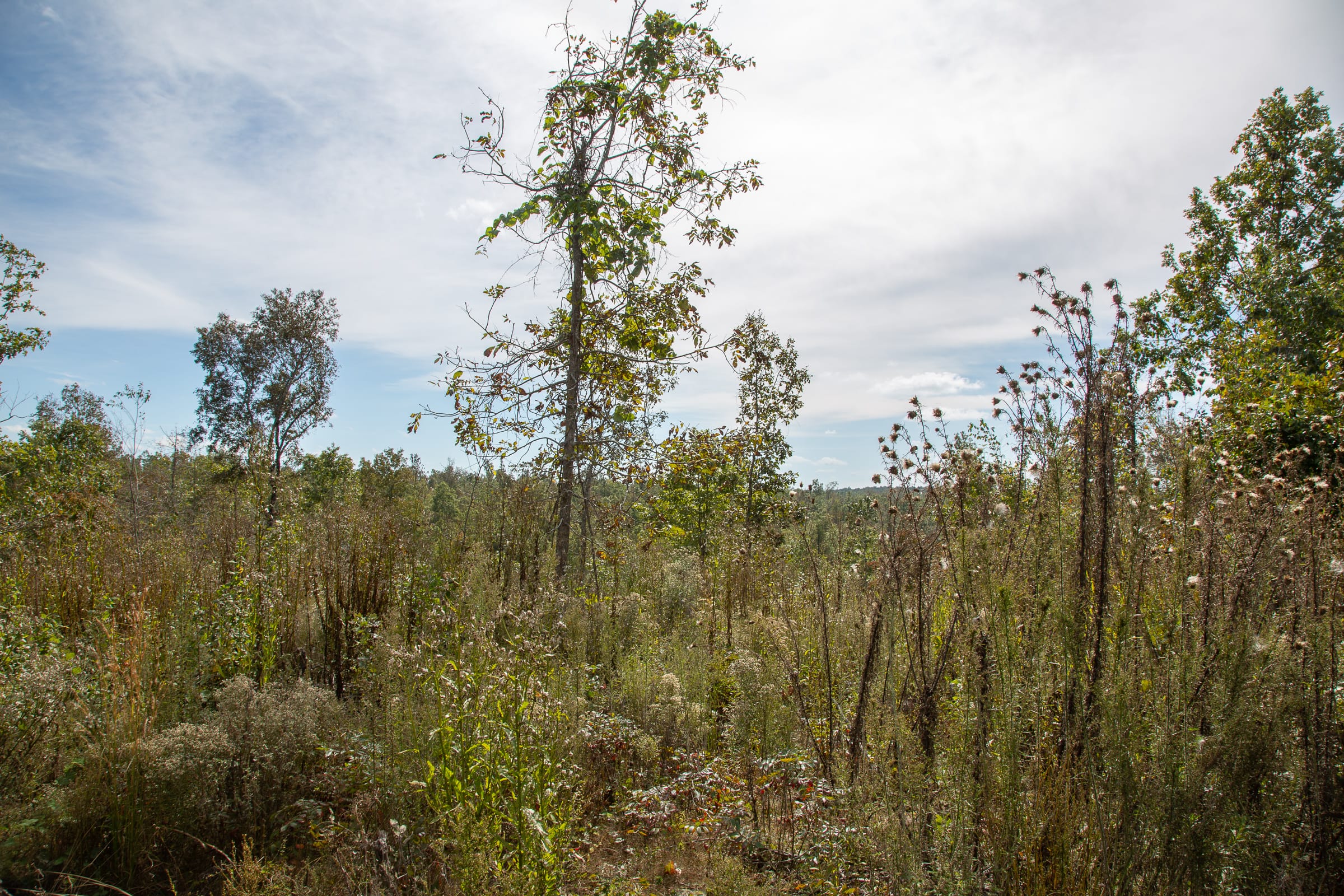 Borgmann’s Hollow Phase IV Tract 122 photo 5