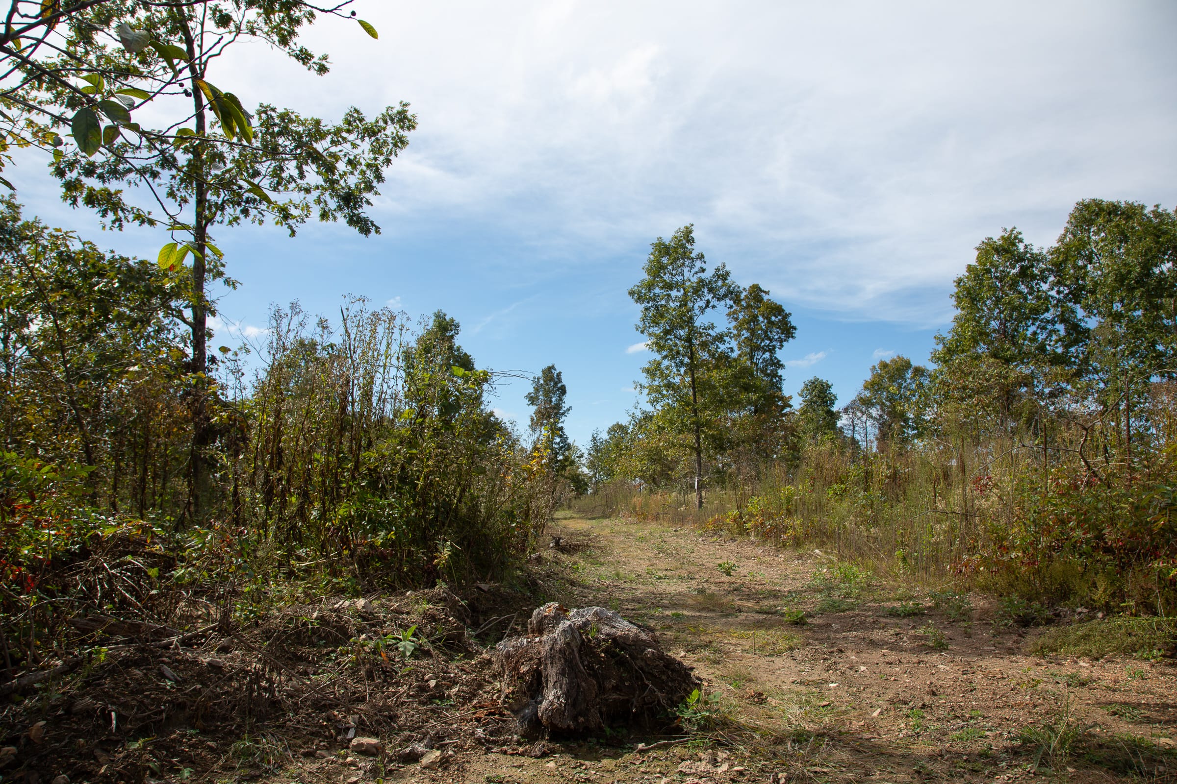 Borgmann’s Hollow Phase IV Tract 122 photo 6