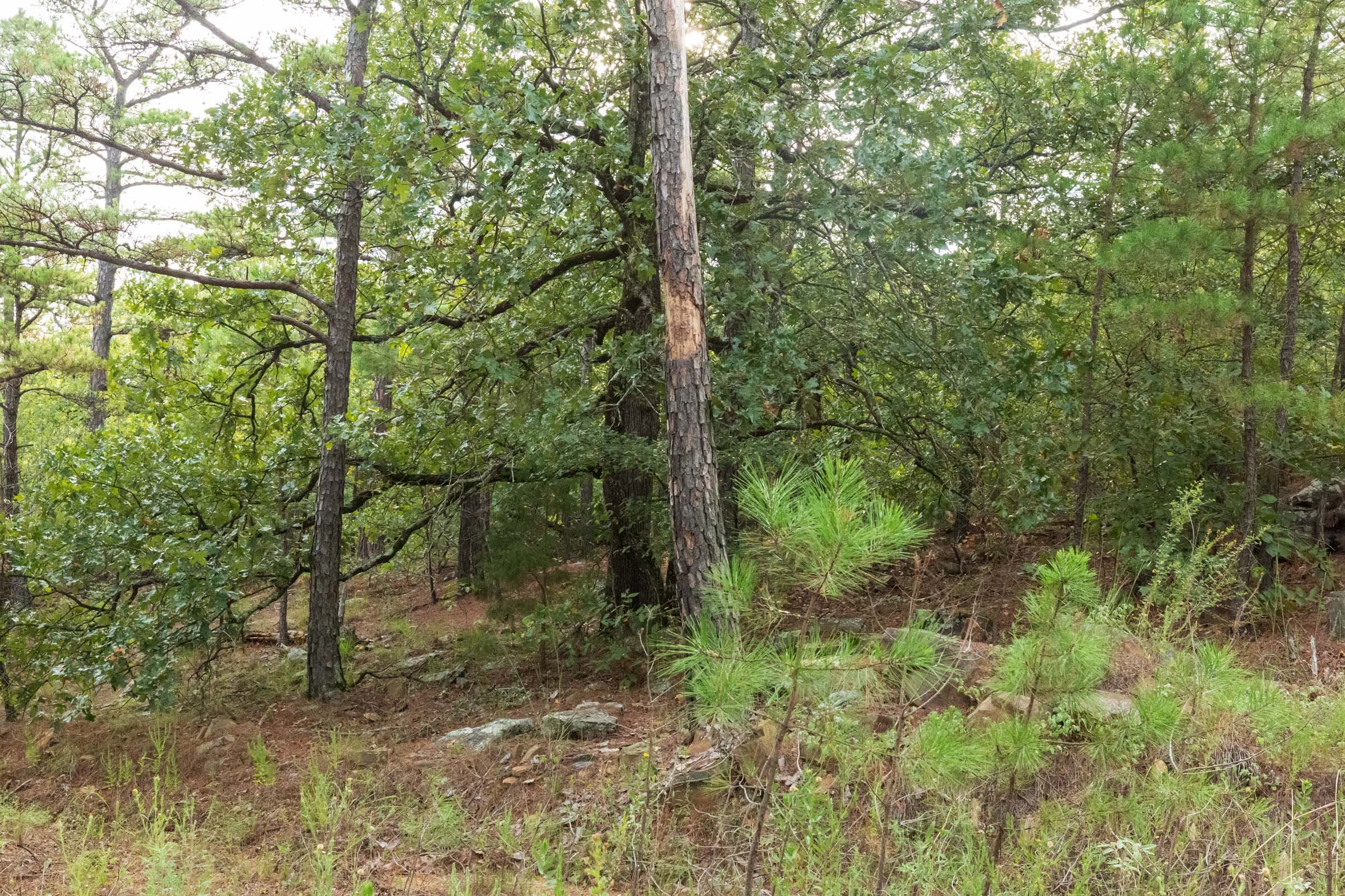 Stone Bridge Phase V Tract 394 photo 6