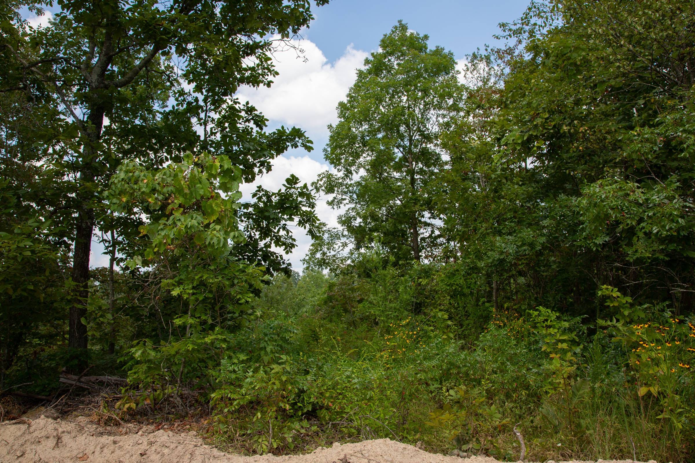 Borgmann’s Hollow Phase I Tract 5 photo 3