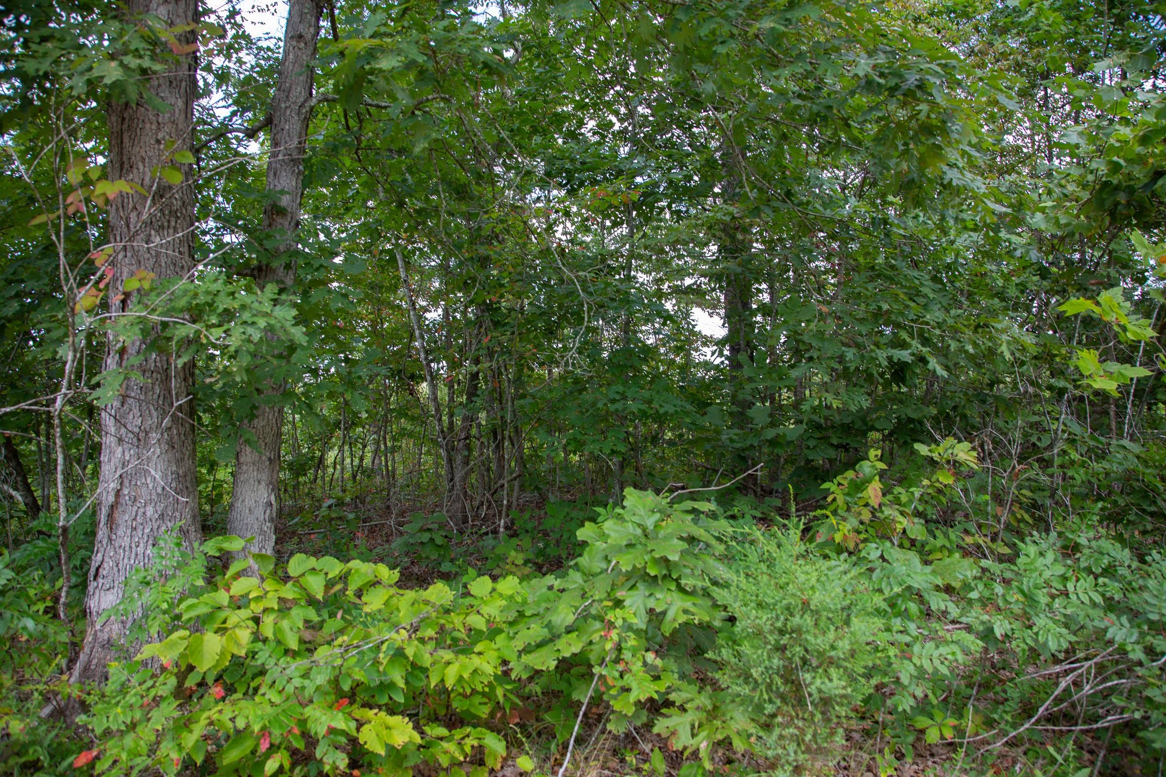 Borgmann’s Hollow Phase I Tract 5 photo 5