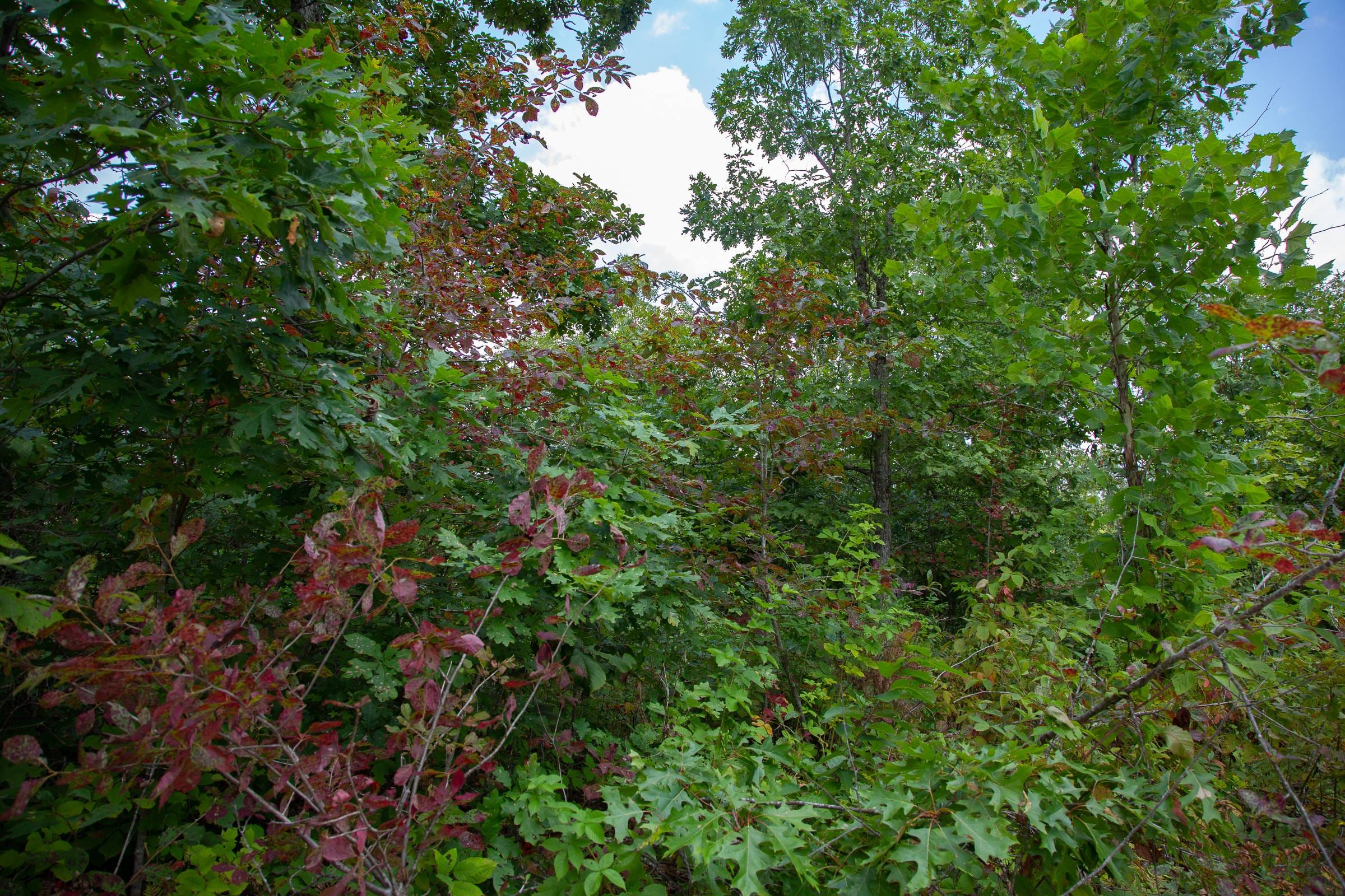 Borgmann’s Hollow Phase I Tract 5 photo 7