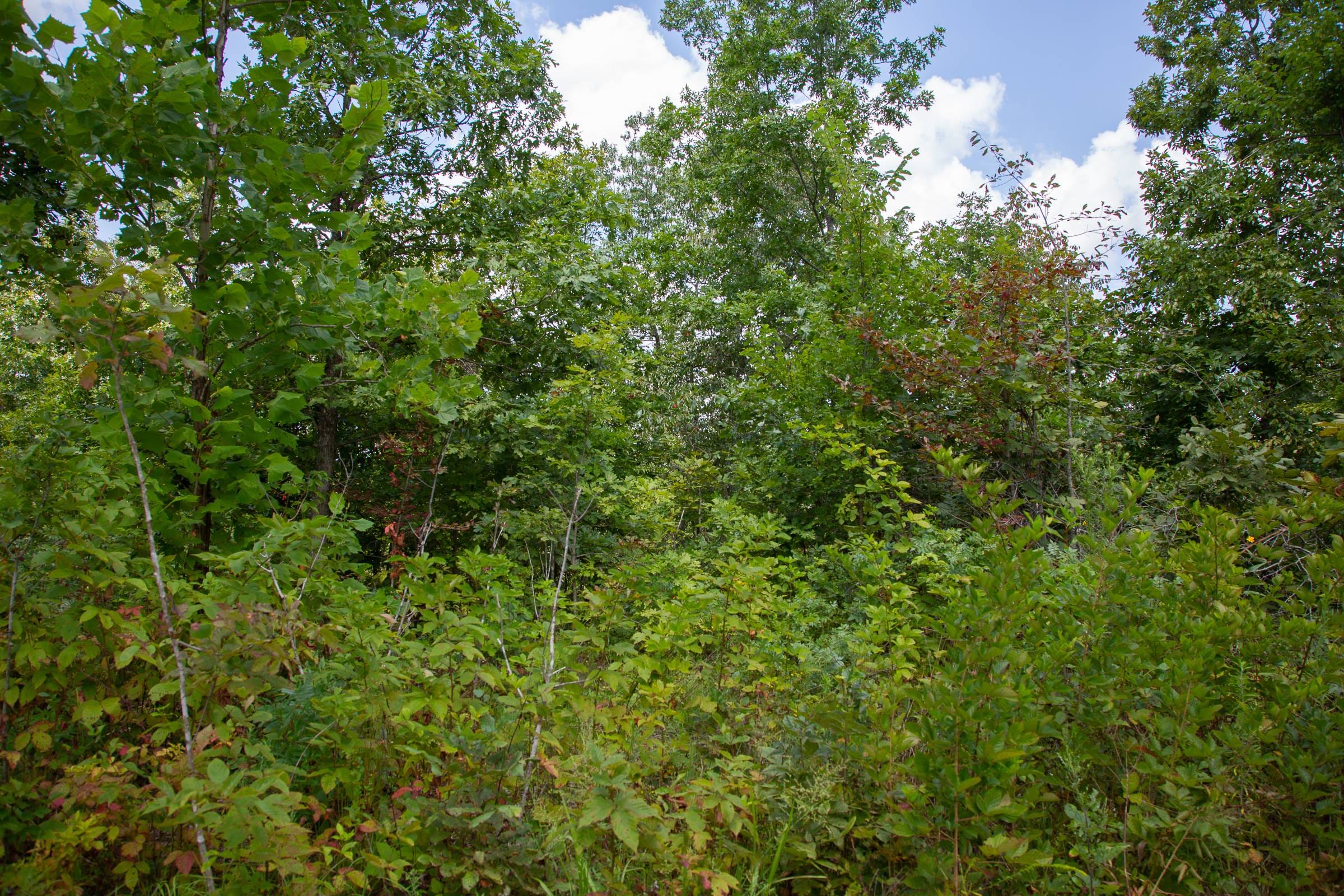 Borgmann’s Hollow Phase I Tract 5 photo 8