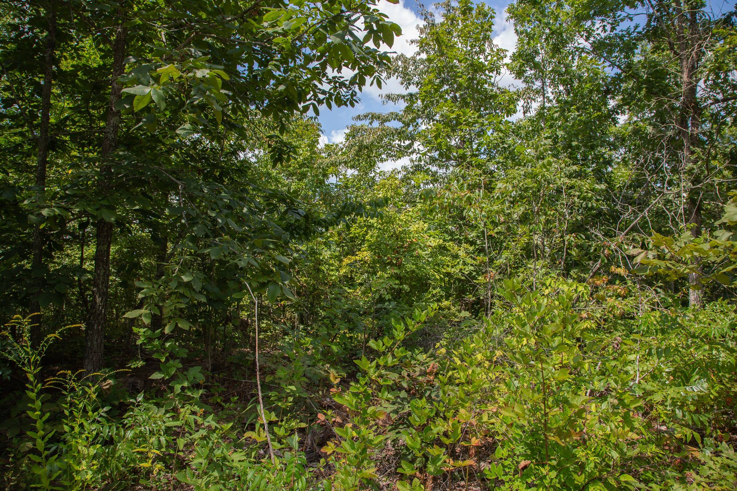 Borgmann’s Hollow Phase I Tract 5 photo 9