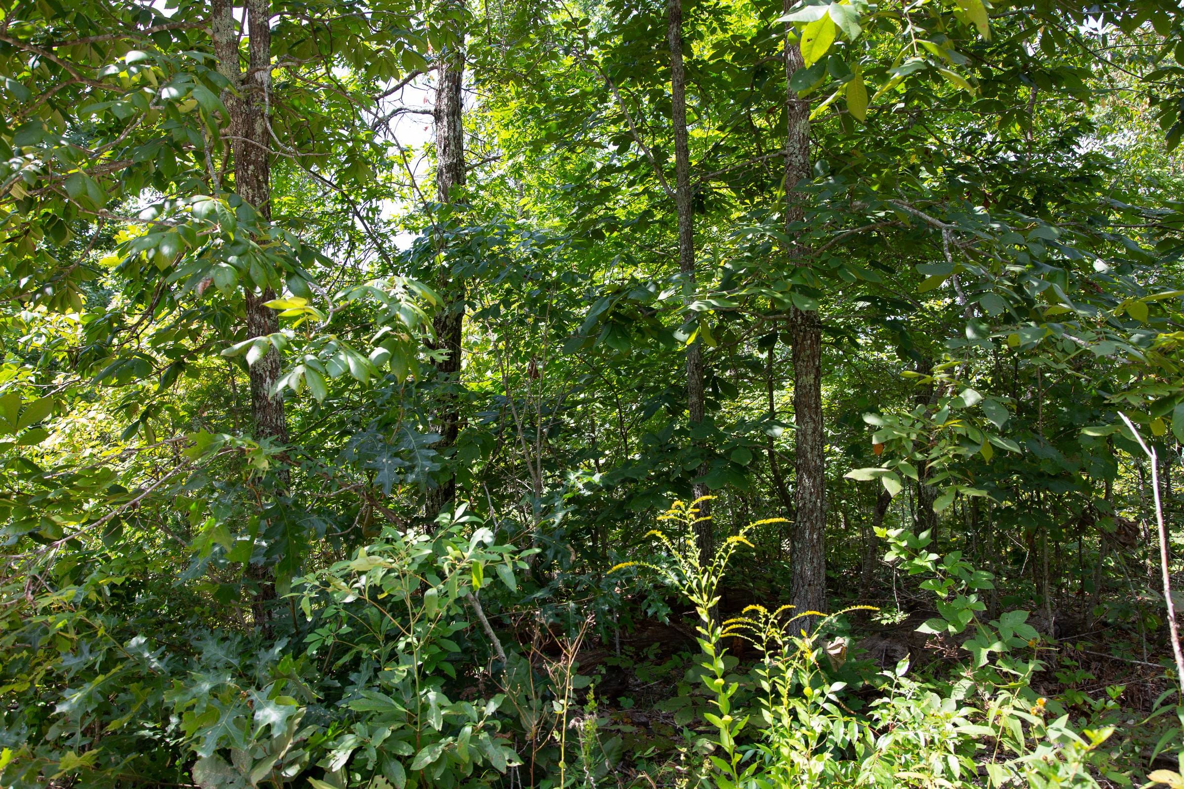 Borgmann’s Hollow Phase I Tract 5 photo 10