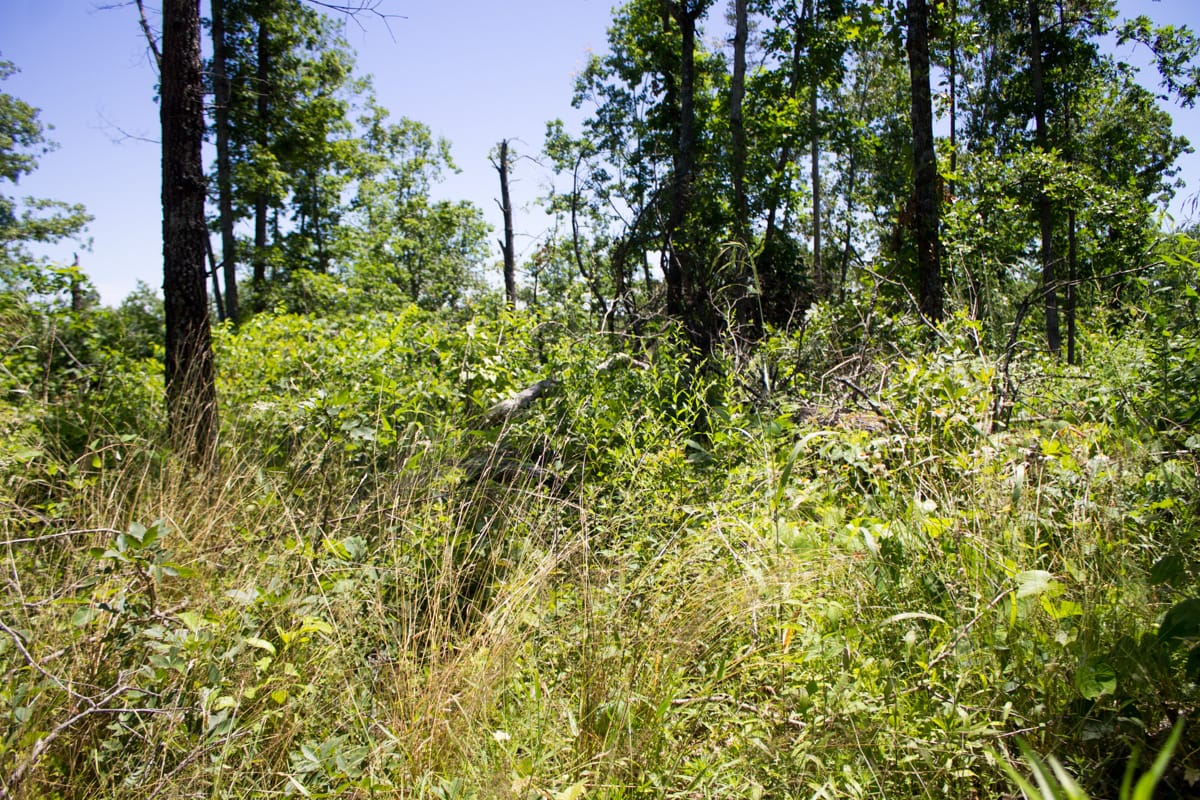 Timber Crossing Tract 23 photo 5