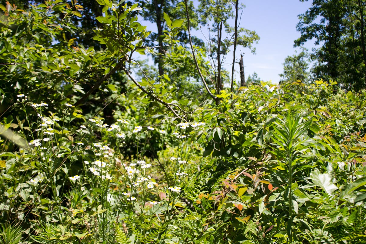 Timber Crossing Tract 23 photo 6
